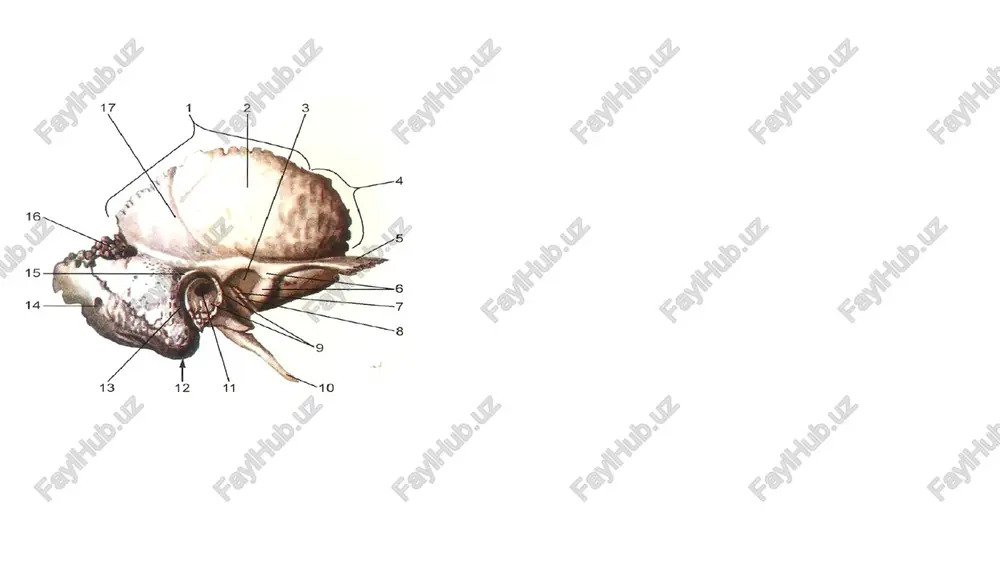 bosh skeleti suyaklari - Page 4
