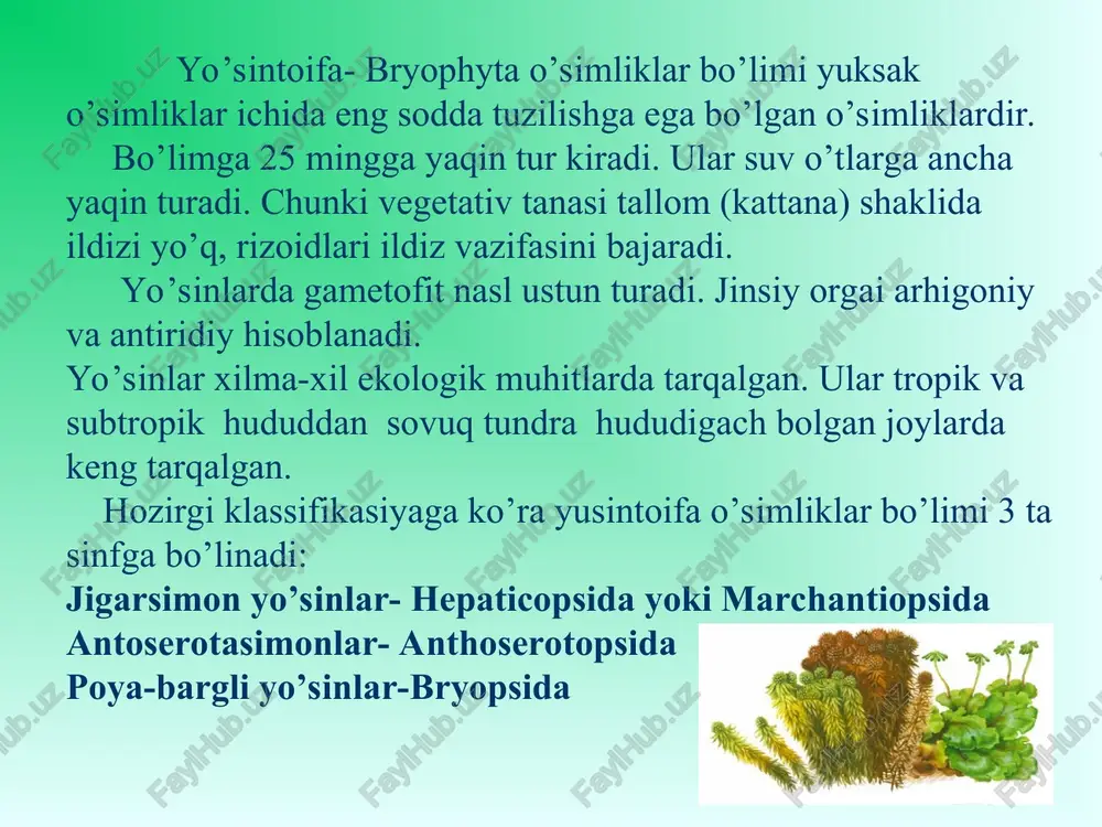 yo‘sintoifa (moxtoifa) - bryophyta o‘simliklar bo‘limi - Page 4