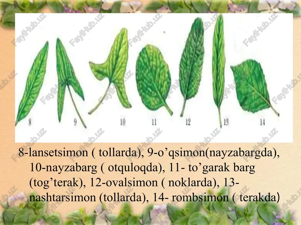 faqat bitta simmetrik tekislik o’tkazish mumkin (masalan, no’xat, akatsiya, yalpiz gullari). * asimmetrik gullar asimmetrik gullar yuzasidan birorta ham simmetriya o`tkazish mumkin emas. (gunafsha, shoyigul) gul formulasi o‘simliklar gulining tuzilishi va diagrammasi: 1–to’pgul o’qi, 2 – gulyonbarg, 3 – gulkosacha barg, 4 – gultojbarg, 5 – changchilar, 6 – urug’chi, 7 – qoplag’ich barg. * gul diagrammalarida changchilar uchinchi doirada joylashgan. gullarning morfologik guruhlari. * gulda jinslarning ajratilishi ko’pchilik yopiq urug’li o’simliklarning gullarida changchilar va urug’chilar bo’ladi. bunday gullar ikki jinsli gullar deyiladi. masalan,g’o’za, bug’doy, kungaboqar. ba’zi hollarda gulda faqat changchi yoki urug’chi bo’ladi. masalan, yong’oq, tol, terak, makkajo’xori, bodiring. bunday gullar bir jinsli ( erkak yoki urg’ochi) gullar deyiladi gullarning turlari * androseyning tuzulishi androsey-changchilar to’plami. changchilar gul o’rnida bo’rtmalar sifatida paydo bo’ladi. ontogenezning boshlang’ich bosqichlarida changdon epidermis bilan o’ralgan bir hil hujayralardan tuziladi. keyinchalik epidermis tagidagi hujayralardan biri ikkiga bo’linib, tashqi tomonga pareital va ichki tomonga sporogen hujayra …