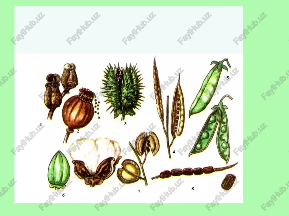 qalamchadan hosil bo‘lgan yosh o‘simlik, j - z – bargdan hosil bo‘lgan qalamchalar. 1 – payvandust, 2 – payvantak. o’simliklarning sun’iy vegetativ ko’payishi jinssiz ko’payish jinssiz ko’payish uchun yangi avlodni qayta tiklanishida maxsus hujayralar, ya’ni sporalar xizmat qiladi. qulay sharoitga tushgan spora o’sib yangi individni hosil qiladi. suvda yashaydigan suvo’tlar va zamburug’larning sporali xivchinlarga ega bo’lib, zoosporalar deb ataladi. spora va zoosporalar urug’chi o’simlikning maxsus hujayralari yoki organlarida, ya'ni sporangiyalar yoki zoosporangiyalarda hosil qiluvchi gifalari konidiyabandlar va ularning uchida yetilgan sporalar esa konidiyasporalar deyiladi. jinssiz ko‘payish. jinssiz yo’l bilan ko’payish sporalar va zoosporalar hosil qilish yo’li bilan amalga oshadi. ular murtakni o‘zida saqlagan bo’lib, turlicha kelib chiqadi. sporalar quruqlikda o’suvchi o’simliklarga xos bo’lib, sporangiyda hosil bo’ladi. zoosporalar – zoosporangiyda hosil bo’lib, unda harakatni ta’minlaydigan xivchini mavjudligi bilan sporalardan farq qiladi. ular zamburug’lar suv o’tlari uchun xosdir. spora mog’or zamburug’ida sporongiyda hosil bo’lsa, pensilium zamburug’ida konidiya bandida hosil bo’ladi. xara xlorella …
