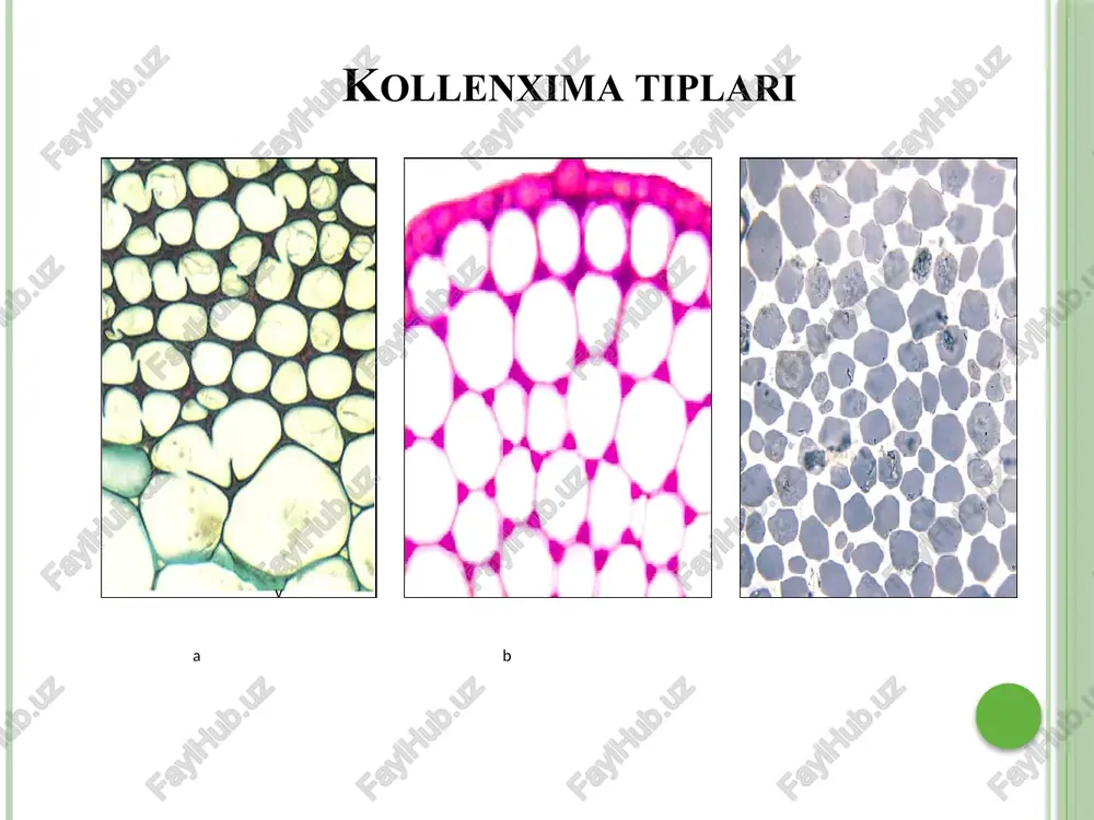 lar. monestra havo ildizlar daraxt tanalarida yashovchi epifit o’simliklar uchun xarakterlidir. havo ildizlar po’stloq parenximasida xloroplastlar uchraydi. po’stloqning tashqi qavati hujayra devorlari spiral qalinlashgan o’lik hujayralar qatlamidan tashkil topgan. havo ildizlar ban’yan, epifit holdagi salabdoshlar, kuchaladoshlar va bromeliyadoshlar va boshqalarda keng tarqalgan. havo ildizlar taxtasimon ildizlar nozik daraxtlar tanasining asosidan 1 -13 m balanlikda o’sib chiqadi. ular shoxlanib yirik daraxt tanasini ushlab turadi. shoxlangan qismlarida maxsus bo’shliqlar bo’ladi. soxta ildizlar ham tayanch ildizlar hisoblanib, daraxt va yuqoridagi ildizlar kabi vazifa bajaradi. odatda soxta ildizlar mangra o’rmonlarini hosil qiluvchi, ya'ni dengiz bo’ylardagi to’lqinlar ta'sirda suvga botib turuvchi o’simliklarda uchraydi. soxta ildizlarga yana tropiklardagi lianalarning havo ildizlarini ham kiritish mumkin (masalan, monstera). doskovidnie korni nafas oluvchi ildizlar nafas oluvchi ildizlar botqoqlik yoki botqoqlashgan joyda o’suvchi o’simliklarda uchraydi. bunday ildizlar uchun aerenxima to’qimasining kuchli taraqqiy etganligi xarakterlidir. nafas oluvchi ildizlar mangra o’simliklarida, xususan amerikada o’suvchi botqoqlik sarvisida uchraydi nafas oluvchi ildizlar– mangri. priliv …