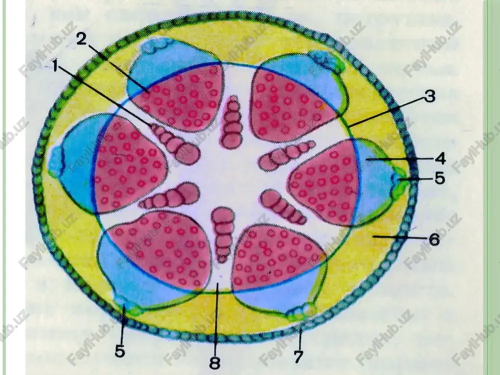 lilarda uchratiladi. 2.monopodial shoxlanish monopodial shoxlanish. bu turdagi shoxlanishda uchki kurtak doimo faol holatda bo’lib, o’simlikning yer ustki qismi bo’yiga o’sishini davom ettiradi. shuning uchun ham asosiy poya yon novdalarga nisbatan kuchli rivojlanadi. monopodial shoxlanish natijasida daraxlar asimmetrik bir tekis yo’nalgan tik o’suvchi asosiy tana shakllanadi. monopodial shoxlanish ko’pchilik ochiq urug’li o’simliklar (oddiy qarag’ay, sarvi, kedr, oqqarag’ay, qoraqarag’ay va boshkalar) uchun xosdir. simpodial shoxlanish simpodial shoxlanishda asosiy poyadagi uchki kurtak ma'lum vaqtdan so’ng o’sishdan to’xtaydi. bunda u gulga, ayrim o’simliklarda esa tikanga yoki jingalakka aylanadi. uning ostidagi yon kurtak esa o’sishni davom ettiradi. bunday o’sish bir necha bor qaytariladi. simpodial shoxlanish o’simliklarda ko’p uchraydi. barglar qalin joylashgan simpodial novdalarni ko’picha meva beruvchi shox deb ataladi. olma, o’rik, uzum, g’o’za, pomidor va bodiring o’simliklar simpodial shoxlanishga ega. soxta dixatomik shoxlanish soxta dixatomik shoxlanishda novdaning uchki kurtagi o’sishdan to’xtab, gulga aylanadi, uning ostida qarama-qarshi joylashgan kurtak esa o’sib, ikkita novda hosil qiladi. …