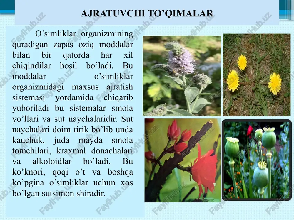 axeidlarda ham halqasimon, spiralsimon, to’rsimon va shu kabi hujayralarni ko’ramiz. traxeidlar asosan ochiq urug’li o’simliklarda uchrab, ular orqali ham suv va boshqa mineral tuzlar ildizdan barggacha ko’tariladi. traxeya va traxeidlar poya va ildizga mustahkamlik beruvchi mexanik to’qima vazifasini ham o’taydi. (linda r. berg. introductory botany,). elaksimon naylar elaksimon naylar. bu tirik hujayralarning po’sti avval yupqa, keyinchalik qalinlashadi, lekin yog’ochlanmaydi. elaksimon naylar orqali bargda tayorlangan plastik moddalar o’simliklarning barcha organlariga boradi, ya'ni pastga tushuvchi oqim harakatlanadi. bu naylar bir-birlari bilan uzunasiga birlashgan naychasimon hujayralar sistemasidan iborat bo’lib, ularning birlashgan ko’ndalang to’siqlarida elakdagiga o’xshash mayda teshiklar bo’ladi. shu sababli bu teshiklar elaksimon naylar deyiladi ikkita elaksimon naylarni birlashtirib turuvchi ko’ndalang po’stlarning joylari elaksimon maydonlar yoki teshik maydonlari deyiladi. elaksimon maydonlari bo’lgan ikkita shunday naylarni biriktirib turuvchi umumiy po’sti esa elaksimon plastinka deyiladi. xuddi shunga o’xshash elaksimon plastinkalar hamda oddiy poralar bu naylarning yon qobiqlarida ham bo’ladi. ana shunday elaksimon plastinkalarning mavjudligi bu …