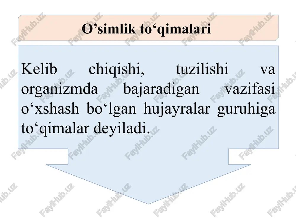 erma. birlamchi qoplag’ich to’qima yupqa parda-epidermisdan iboratdir. epiderma (yunoncha "epi" - yuqori, "derma" -teri ma'nosini bildiradi). epiderma sellyuloza po’st bilan o’ralgan tirik parenxima hujayralardan hosil bo’ladi. birlamchi meristemadan hosil bo’lgan epiderma, bir-biriga zich joylashgan hujayralardan tuzilgan. epidermis hujayralari rangsiz bo’lib, ular ichida tirik protoplazma va yirik markaziy vakuolalar bor. xloroplastlar epiderma hujayralarida uchramaydi. bu hujayralarning po’sti esa hamma joyda bir xil qalinlashmaydi, bundan tashqari kutin qavati, mum qatlami yoki mayda tukchalar zich bo’lib joylashgan. tukchalar oddiy va bezli bo’ladi. bezli tuklarda efir moylari kislotalar va fermentlar mavjud. bu tukchalar ham himoya vazifasini bajaradi. a. gulsapsar bargining epidermasi. b. no’xat bargining epidermisi: 1-hujayra po’sti, 2-sitoplazma, 3-yadro, 4-vakuola v. tukchalar: 1-shoxlangan, 2-oddiy, 3-ayrisimon epidermis hujayralari orasidagi og’izchalarning ko’rinishi o’simlik epidermsidagi tuklar. 1-jiyda (elaeagnus angustifolia) 2-olma (malus domestisa); 3-sigirquruq; (verbascum songoricu 4-kartoshka (solanum tuberozum);) 5; d-tamaki (nicotiana tabacum); 6-qo’g’a, 7 -gazanda (urtica dioica) trixomalar. o‘simliklarning epiderma qavatida hosil bo‘ladigan tuklar, bezlar, qipiqchalar trixomalar …