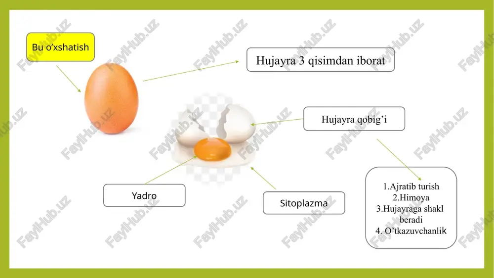 lanishini va o‘zaro ta’sirini ta’minlaydi kiritmalar membranali organoidlar membranasi trofik sekretor pigment qoldiq . sitoplazma hujayralarning yarim suyuq ichki muhitidir. hujayraning doimiy tarkibiy qismi hisoblanadi. gox paydo bo’lib, gox yo’qolib turadi. ikki membranali organoidlar bir membranali membranali membranasi endoplazmatik to’r golji apparati vakuola yadro mitoxondriya plastida ribosoma sitosklet hujayra markazi mitoxondriya — bu hujayraning energiya ishlab chiqaruvchi organellasi bo‘lib, uni ko‘pincha "hujayra elektr stansiyasi" deb atashadi. o‘simlik hujayrasida mitoxondriya asosiy vazifalaridan biri — atp (adenozin trifosfat) ishlab chiqarishdir, bu hujayra uchun energiya manbai hisoblanadi. o‘simlik mitoxondriyasining o‘ziga xos xususiyatlari: katta va murakkabroq genom: o‘simlik mitoxondriyasining dnksi hayvonlarnikiga nisbatan kattaroq va murakkabroq bo‘ladi. energiya ishlab chiqarishda xloroplastlar bilan hamkorlik: fotosintez natijasida xloroplastlarda hosil bo‘lgan mahsulotlar mitoxondriyaga energiya ishlab chiqarish uchun yetkaziladi. shakli o‘zgaruvchan: o‘simlik mitoxondriyalari harakatlanadi va turli shakllarga kira oladi. 1882 flemming va 1884 al’manlar aniqlagan. o‘simlik mitoxondriyasining tuzilishi: o‘simlik mitoxondriyalari ham hayvon mitoxondriyasiga o‘xshash tuzilishga ega, ammo o‘ziga xos …