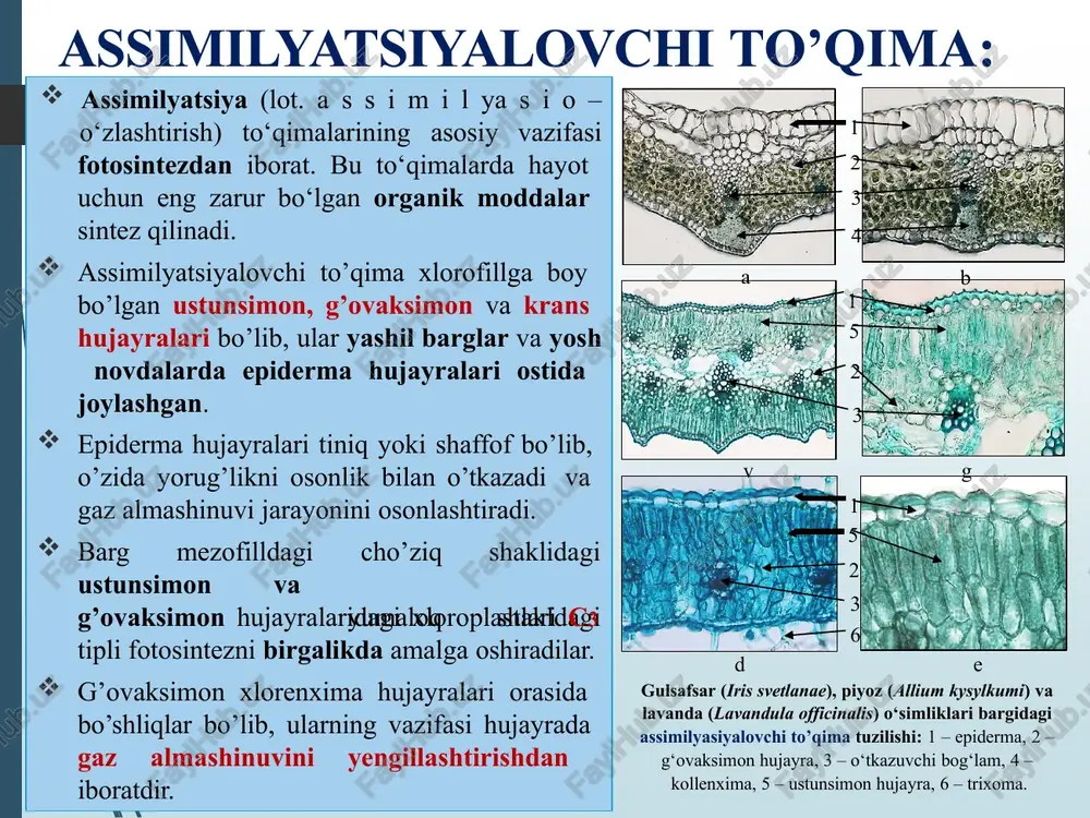 simliklarda maxsus suv saqlovchi to‘qimalar hosil bo‘ladi. bunday to‘qimalar yupqa devorli suv saqlovchi, gipoderma va gidrotsit hujayralardan iborat bo‘lib, suvni saqlashga yordam beradigan shilimshiq moddalarga ega. suv saqlovchi hujayralarni sukkulent o‘simliklarning poya va barglarda yaxshi rivojlangan bo’ladi. a b g‘amlovchi to‘qima – suv saqlovchi hujayraning climacoptera ferganica (a) va salsola euryphylla (b) o‘simligi bargidagi anatomik tuzilishi: 1 – suv saqlovchi hujayra, 2 – o‘tkazuvchi bog‘lam. 1 2 aerenxima (shamollatuvchi) to‘qimalar aerenxima (yunon. aer - havo; enxima - to‘ldirilgan) to’qima hujayralarining oralig‘i havo bilan to‘ldirilgan bo‘lib, suv ostida yoki suv yuzasida qalqib o‘suvchi gidrofit (yunon. gidro -suv; fiton - o‘simlik) va ba’zi quruqlikda o‘suvchi o‘simliklarga xos xususiyatlardan hisoblanadi. aerenxima to‘qimalari o‘simliklarni havo (kislorod va karbonat angidrid) bilan ta’minlaydi, shuning uchun ham suvda o‘suvchi o‘simliklar suv yuzasida qalqib tura oladi (zulfiobilar, o‘qbarg, suvayiqtovoni va boshqalar). aerenxima to‘qimalari suv va botqoqlikda o‘suvchi o‘simliklarning vegetativ organlarida uchraydi. bu to‘qimalar parenxima hujayralarining modifikasiyasi (lot. modifikasio …