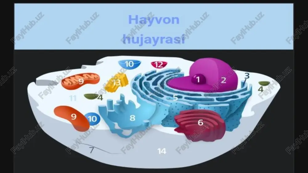 odda. sitoplazmaning tarkibi juda murakkab tuzilgan. • • mag‘iz – hujayraning deyarli o‘rtasida (sitoplazma ichida) joylashgan eng muhim tarkibiy qismdir. u hujayralar bo‘li- nishida katta rol o‘ynaydi. • • ko‘k-yashil suvo‘tlar, bakteriyalar va ayrim zamburug‘- larning mag‘zi shakllanmagan, uning moddalari sitoplazma- da tarqoq holda joylashgan bo‘ladi. mag‘izning shakli va hajmi huj ayraning yirik-maydal igiga, yoshiga, holatiga va to‘qimaning turiga hamda yashash sharoitiga qarab har xil bo‘ladi. u tarkibiga ko‘ra sitoplazmaga yaqin turadi. mag‘iz irsiy belgilarning yangi bo‘g‘inga o‘tishida muhim ahamiyatga ega. • • 1831-yilda ingliz olimi robert broun mag‘iz hujayraning muhim tarkibiy qismi ekanligini aniqlagan. • plastidalar – hujayraning asosiy tirik qismlaridan biri. zamburug‘lar, bakteriyalar, shilimshiqlar hamda ko‘k-yashil suvo‘tlarda plastidalar bo‘lmaydi. ular faqat o‘simliklarga xos. plastidalar uch xil bo‘ladi: leykoplastlar (rangsiz), xromoplastlar (zarg‘aldoq, qizg‘ish), xloroplastlar (yashil). keyingi ikkita plastida o‘simliklarga (barg, poya, gul va mevalarga) rang beradi. xromoplastlar bilan xloroplastlar tufayli o‘simlik gullari va mevalar har xil rangga kiradi. • …