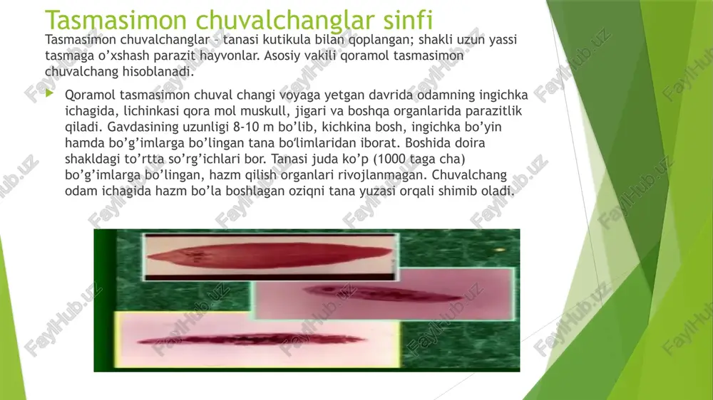 so’rg’ichlilar va tasmasimon chuvalchanglar - Page 4