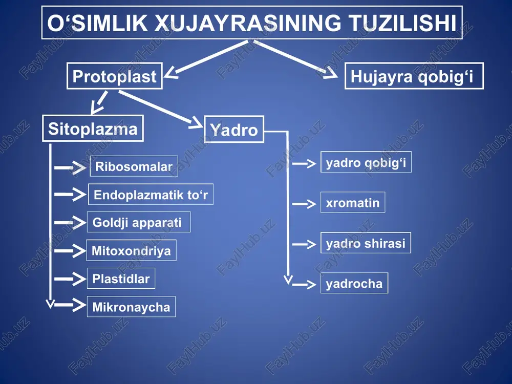 i tayoqchasimon, uchburchak va boshqa shaklda bo’ladi turli pigmentlar sintezlanadi.gullarni changlanishida qatnashadi. sharsimon, ellipsimon gantelsimon amyobasimon va boshqa shakllarda buladi. ichki membranasi sust rivojlangan. jamg’arma moddalarni to’plash. kraxmal sintez qilib to’plovchi leykoplastlar-amiloplastlar, oqsil sintezlovchilarga protoplastlar, yog’ to’plovchilarga elayoplastlar deyiladi. 2 qavatli menbranali. ichki moddasi stroma,menbranasi tilokoid deyiladi. tilakoidlar to`planib granulalarni hosil qiladi. fotosintez yorug'lik energiyasini kimyoviy energiyaga aylantiradi va organik moddalar hosil bo'ladi. * 1-ikki qavat membrana, 2-stroma, 3-granlar, 4-lamellalar, 5-moy donachalari, 6-ayrim tilakoid * p l a s t i d a l a r – faqat o‘simlik hujayralarida bo‘ladi. ular tashqaridan ikkita membrana bilan qoplangan. beradigan rangiga qarab plastidalar 3 xil bo‘ladi. bular xloroplast, xromoplast, leykoplast. xloroplast yashil pigmentli xlorofill, qo‘ng‘ir rangli karotin va sariq rangli ksantofillarni o‘zida tutadi. xloroplastning asosiy vazifasi aynan xlorofil bilan bog‘liq. u fotosintez jarayoniga qatnashib anorganik moddalardan organik moddalar hosil qiladi. shu sababli xloroplastlar o‘simlikning faqat yer ustki, quyosh nurini qabul qiladigan, qismida …