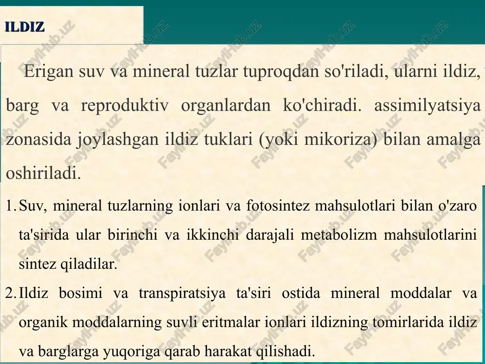 gan; 4) ildiz shoxlana oladi; 5) yon ildizlar endogendir tarzida ildiz tanasining ichkarisida hosil bo’ladi; 6) ildiz tuklarini hosil qiladi, ildiz tuklari tashqi qavat hujayralarining o’simtasi bo’lib, suv va suvda erigan mineral moddalarni so’rish vazifasini bajaradi; 7) ildizning o’zida barg bo’lmaydi. ildizning birlamchi tuzilishi bir pallalilarda doimiy saqlanadi.unda: ildiz so’rish zonasini kundalang kesigida epilema, birlamchi po’stloq va markaziy silindr ajratiladi. epiblema tashqi qavat hujayralardan -dermatogendan xosil bo’ladi. birlamchi po’stloq (2-4)meristema (periblema) dan hosil bo’lib, u ekzoderma(2), mezoderma(3) va endodermadan(4) iborat bo’ladi. markaziy silindr pleromadan hosil bulib,unda o’tkazuvchi to’qimalar (ksilema(6), floema(7) joylashadi. ildizning birlamchi tuzilishi markaziy silindr perisikl va o’tkazuvchi sistemadan iborat. perisikl(5) markaziy silindrni o’rab turuvchi tirik xujayralardan iborat halqani tashkil etadi.u bir yoki ko’p qavatli bulib, poyaga mustaxkamlik beradi. perisikl xujayralari tirik va bo’linish qobiliyatini saqlaydi. undan yon ildizlar hosil bo’ladi. markaziy silindrni asosini o’tkazuvchi naylardan tashkil etib, u stela deb ataladi. bir pallali o‘ismliklarning ildizi hayotining oxirigacha boshlang‘ich …