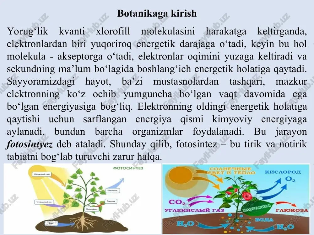 ularni parchalash va effektiv foydalanish imkonini berdi. nafas olish har qanday anaerob parchalanishdan ortiq energiya beradi. atmosfera aerob bo‘lgunga qadar genetik materiallari murakkab xromosomalarga aylanmagan organizmlar, ya’ni yadro qobig‘isiz prokariotlar mavjud edi. prokariotlarni b a k t ye r i ya l a r deb ham atashadi. 1,5 mlrd. yil ilgari yerda yashagan barcha organizm turlari geterotrof yoki avtotrof bakteriyalar edi. paleontologik ma’lumotlarga ko‘ra ozod kislorodning ortib borishi birinchi eukariot hujayralarning hosil bo‘lishi bilan birgalikda amalga oshdi. eukariot hujayralar odatda bakterial hujayradan yirikroq bo‘lib, ular 1,5 mlrd. yil ilgari hosil bo‘lgan. ko‘p sonli va xilma-xilligi 1 mlrd. yil ilgari yuzaga keldi. bakteriyalardan tashqari barcha mavjudotlar bir yoki ko‘p eukariot hujayralardan tashkil topgan. www.arxiv.uz www.arxiv.uz www.arxiv.uz www.arxiv.uz qirg‘oqqa chiqish avtotroflar ehtiyoji oddiy: yorug‘lik, suv, karbon kislotalar, nafas olish uchun kislorod, anorganik va birmuncha mineral moddalar yoki anorganik ionlar edi. quruqlikda yorug‘lik hamda kislorod va karbon kislota yetarli miqdorda bo‘lib, ular havoda …