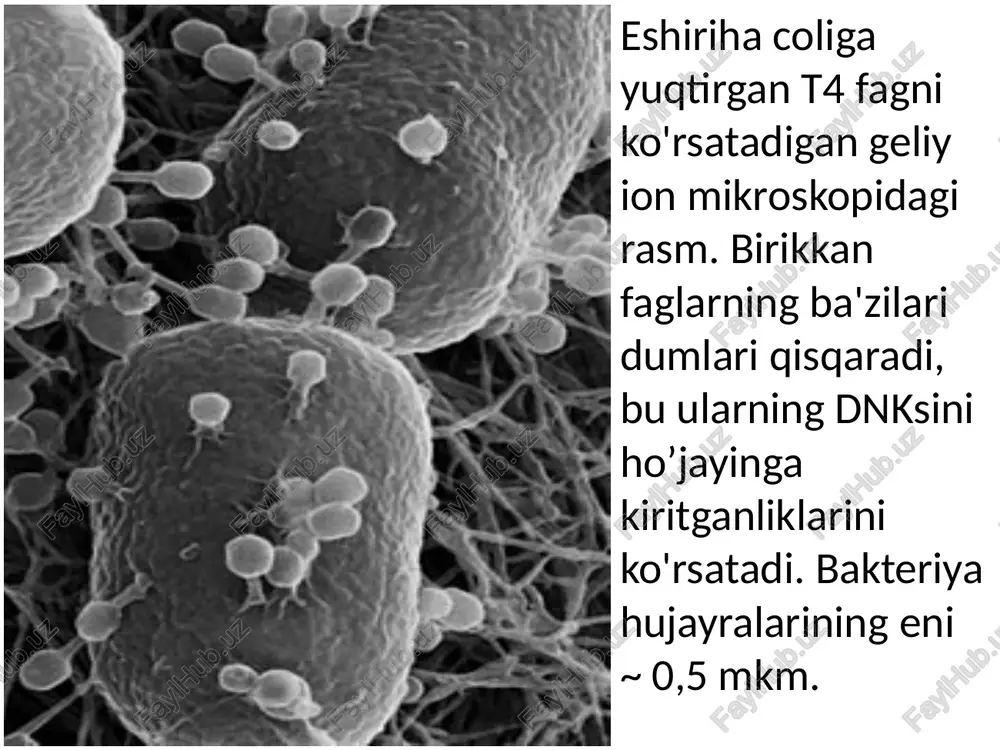 . o’simlik, 3. qon, 4. sut, 5. muskul oqsillariga bo’lish mumkin. 4. oqsillarni ajratib olish va tozalash usullari. oqsillarning fizik-kimyoviy xossalarini to’la tekshirish, tarkibi va tuzilishini o’rganish uchun ularning kimyoviy sof, individual preparatini ajratib olish zarur. buning uchun biologik material maydalanadi, oqsillar ekstraktsiya qilinadi, ya’ni eritma holiga keltiriladi va turli oqsillar aralashmasidan tegishli oqsil ajratib olinadi. oqsillar yuqori harorat va kuchli kimyoviy reagentlarga juda sezgir va ko’pincha murakkab aralashmalar tarkibida juda kam miqdorda bo’lganidan, ularni ajratish, tozalash, tekshirish uchun juda ham takomillashgan va ixtisoslashgan maxsus usullar ishlab chiqilgan. bu usullarning imkoniyati, ruxsat etgan chegarasini tasavvur qilish uchun quyidagi misolni keltirish mumkin. bitta hujayra namunasida bir marta o’tkazilgan tekshirish davomida 2000 ga yaqin individual oqsillarni aniqlashga erishilgan. bu ajoyib usullar bilan faqat ish davomida yaqindan tanishish va ularni qunt bilan tekshirib, mashq qilib o’rganish mumkin. oqsillar bilan ishlashning birinchi sharti ularni yumshoq sharoitda, past (+ 4°c dan yuqori bo’lmagan) haroratda gomogen …