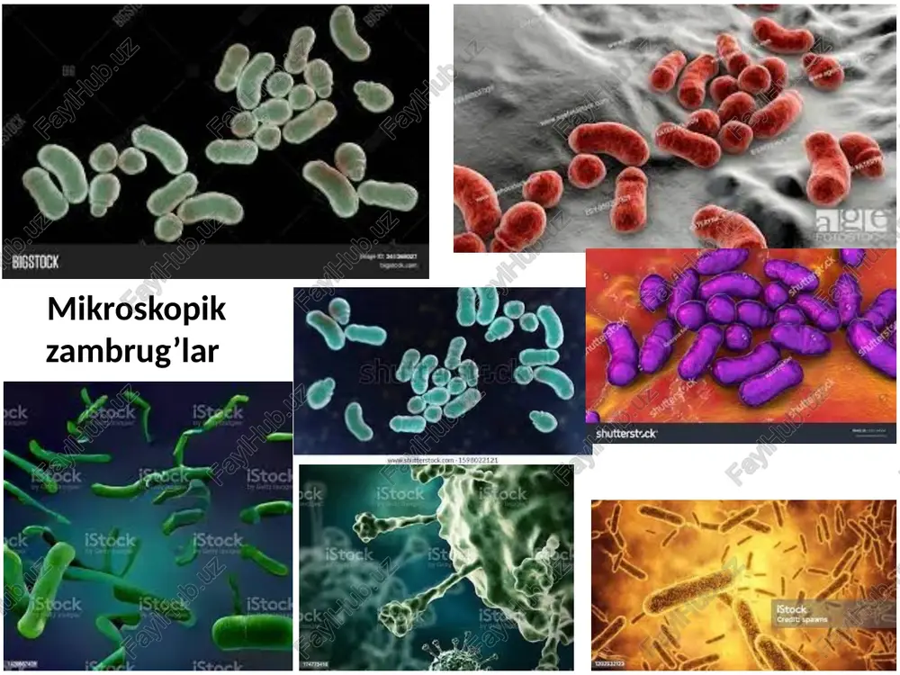 b, birinchi qismida mikrobiologiyaning umumiy tushunchalarini beradi, ikkinchi qismida odamni kasallantiruvchi patogen mikroorganizmlarni o’rganadi; qishloq ho’jalik mikrobiologiyasi - bu tarmoq ham ikki qismdan iborat tuproqdagi mikroorganizmlar, o’simliklarda kasallik qo’zg’atuvchi mikroorganizmlar va ularning barcha xususiyatlarini o’rganadi; chorvachilik (veterinariya) mikrobiologiyasi - chorvachilikda uchraydigan mikroorganizmlarning umumiy va xususiy jihatlarini o’rganadi; sanoat mikrobiologiyasi - sanoat sohasida ishlatiladigan mikroorganizmlarning umumiy va xususiy jihatlarini o’rganadi; suv mikrobiologiyasi - suv muhitida uchraydigan mikroorganizmlarning umumiy va xususiy jihatlarini o’rganadi; kosmik mikrobiologiya - havo muhitidagi mikroorgan-izmlarni umumiy va xususiy jihatlarini o’rganadi. 5. mikrobiologiyaning rivojlanishi tarixi. mikrobiologiyaning rivojlanishida «morfologiya davri». mikroorganizmlar kashf etilmasdan oldin ham inson qatiq, vino tayyorlashda, nonvoychilikda mikrobiologik jarayonlaridan keng ko’lamda foydalanib kelgan. qadim zamonlardanoq shifokorlar va tabiatshunoslar ko’pgina yuqumli kasalliklarning kelib chiqish sabablarini izlay boshlagan edi. masalan, gippokrat (2-rasm) (eramizdan oldin 460-377 yillar), lukretsiy (95-50 yillarda) va o’sha davrning boshqa yirik olimlarning ishlarida, turli-tuman yuqumli kasalliklarning sababchisi tirik tabiatga bog’liq ekanligi ko’rsatilgan. o’rta osiyo xalqlari avvaldanoq …