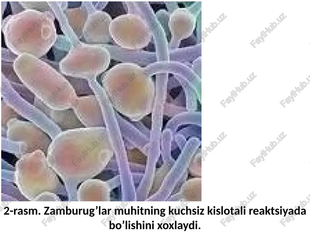 g muhit reaktsiyasi yana tekshiriladi (ph aniqlanadi). oziqli muhitlarning vodorod ionlari kontsentratsiyasi (ph) turli usullar bilan aniqlanadi. 1. bakteriologik laboratoriyalarda kolorimetrik usul ko’proq qo’llaniladi, u indikatorlar deb ataladigan ba’zi moddalarning eritmadagi ph o’zgarishi bilan o’z rangini o’zgartish xossasiga asoslangan. moviy lakmus qog'ozi qizil lakmus qog'ozi kislotali eritma ishqoriy eritma universal ph qog'ozi ishqoriy eritma kislotali ishqoriy 7-rasm. buning uchun vodorod ionlari kontsentratsiyasi (ph) elektrometrik usulda aniqlab qo’yilgan (ph=5,4 dan ph=8,4 gacha) muayyan indikatorli ishqor va kislota eritmalari (standart eritmalar) to’plami, shuningdek uolpol-mixaelis komparatori bo’lishi kerak(8-rasm). 1. muhitdagi ph=6,8 dan 8,4 gacha bo’lganda metanitrofenol indikatori, 2. ph=5,4 dan 7,0 gacha bo’lganda esa paranitrofenol ishlatiladi. probirkaga tekshirilayotgan muhitdan 2 ml, distillangan suvdan 4 ml va indikatordan 1 ml quyib, komparatorning 2 - uyasiga qo’yiladi, yonidagi 1 va 3 - uyalarga joylanuvchi probirkalarga esa tekshiriladigan muhitdan 2 ml va distillangan suvdan 5 ml quyiladi, orqa tomondagi 4 va 6 - uyalarga yaqin ph …