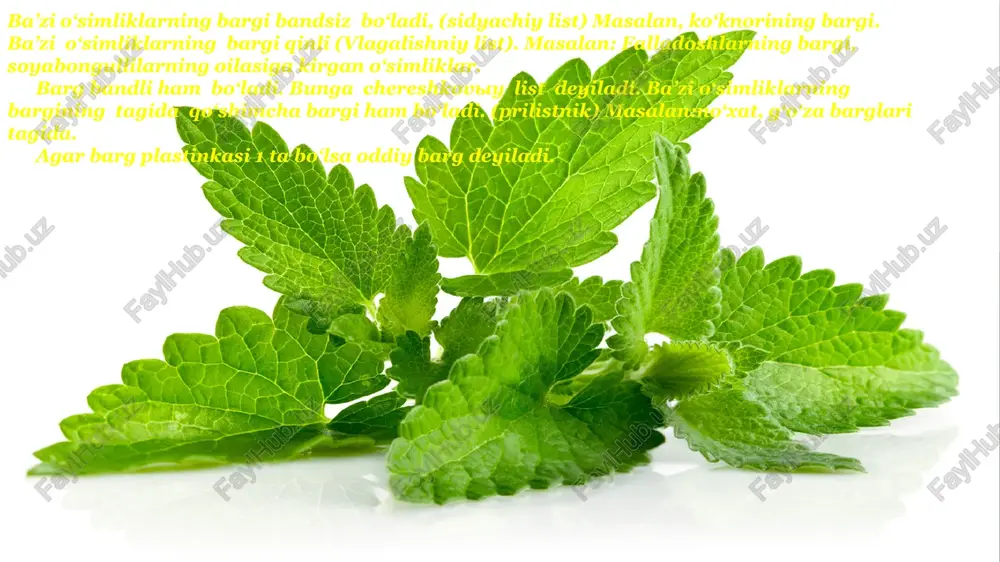 barg anatomiyasi bargning ichki tuzilishi 3 xil bo‘ladi: 1.dorzoventral 2.izoloterial 3.radial dorzoventral bargning yuqori tomoni pastki tomonga o‘xshash bo‘lmaydi.chunki yuqori tomonda qoziqsimon to‘qimalar, pastki tomonda esa, bulutsimon to‘qimalar joylashgan. izoloterial bargning yuqori tomoni pastki tomoniga o‘xshash bo‘ladi. bargning yuqorida ham,pastki tomonida ham qoziqsimon to‘qimalar joylashgan. radial bargning tuzilishi novdaga o‘xshash bo‘ladi.bargning ichki tuzilishi o‘simlikning yashash sharoitiga ham bog‘liqdir. issiq sharoitda yashaydigan o‘simliklarni kserofit o‘simliklar deyiladi. o‘rta iqlimda yashaydigan o‘simliklarni mezofit deyiladi. suv va nam sharoitda yashaydigan o‘simliklarni gidrofit deyiladi. o‘simliklarning bargi epidermis bilan qoplangan. ba’zi o‘simliklarning bargi ko‘p yillik bo‘lsa ham, (archa, qarag‘ay) epidermis bilan qoplangan.epidermisning ustida kutikula qa-vati yoki mum izlari bo‘ladi. kserofit sharoitda yashaydigan o‘simliklarning bargining epidermisida kutikula qavat qalin, epidermis bir necha qavat. bu o‘simliklarda qoziqsimon to‘qima yaxshi taraqqiy etgan. mezofit sharoitda yashaydigan o‘simliklarda epidermis 1 qavat, qoziqsimon to‘qima ham bargning yuqori tomonidan odatda bir qavat joylashgan bo‘ladi. ba’zan 2 qavat ham bo‘lishi mumkin. gidrofit sharoitda yashaydigan …