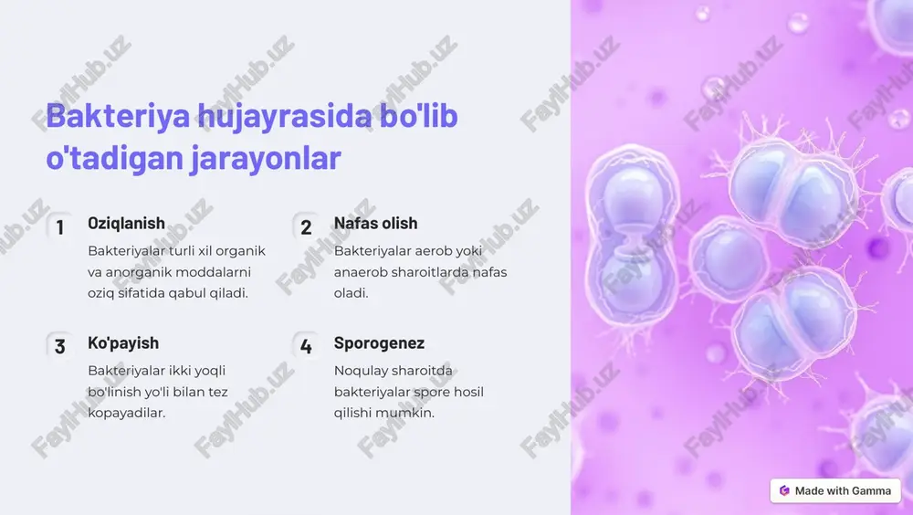 viruslar, prokariotlar, sitologiya va optik foydalanish - Page 4