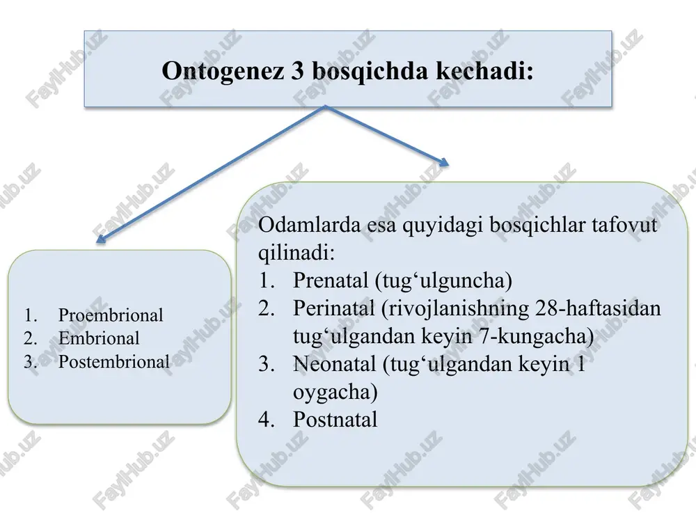yosh (ko’rsatkichlar)ning o’zaro taqqoslanishi qarish jarayonining qay darajada ro’y berganligini ko’rsatadi. biologiok yosh kalendar yoshdan kam bo’lsa bu shaxs uzoq umr ko’radi. aksincha bo’lishi esa organizmning tez qariganligini bildiradi. xix asrdayoq qarish nazariyasi yaratila boshlangan bo’lsada hozirgi kunga qadar qarishni izohlovchi ontogenezning ilmiy nazariyasi yo’q. hozirgi vaqtda qarish mexanizmini izohlovchi 500 dan ortiq nazariya yaratilgan. o’lim – organizmning yakuniy jarayoni bo’lib, klinik va biologik o’lim tafovut qilinadi regeneratsiya labil –turg’un emas stabil – turg’unroq statik – turg’un fiziologik epiteliylanish morfolaksis epimorfoz somatik embronigenez kompensator gipertrofiya regeneratsiyali gipertrofiya reperativ regeneratsiya labil uchrash joyi:qon hujayralari, epidermis va ularning hosilalari, kozning shox pardasi. stabil uchrash joyi: jigar, me’da osti bezi, solak bezlari, buyrak, buyrak usti bezi. statik uchrash joyi:ko’ndalang targ’il muskul nerv to’qimasi hujayralari. transplantatsiya gomo-transplantatsiya auto-transplantatsiya kseno-transplantatsiya izo-transplantatsiya transplantatsiya turlari 1.autotransplantatsiya- bitta organizm chegarasida ko’chirib o’tkazish. 2.allotransplantatsiya-bir tur chegarasidagi ko’chirib o’tkazish. 3.izotransplantatsiya- genetic o’xshash bo’lgan individlar bir hujayrali egizaklar o’rtasidagi transplantatsiya. 4.geterotransplantatsiya- …