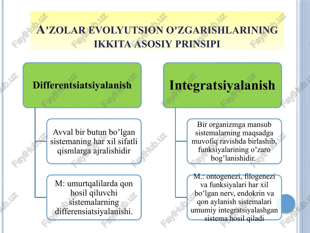 ermoregulyatsiya jarayonida katta ahamiyatga ega. ayrim ter bezlari tuban sutemizuvchilarda differensirlanib, sut bezlariga aylangan. tuxum qo'yuvchilar (ya'ni kloakalilar oʻrdakburun, yexidna) da sut bezlari tuzilishi va rivojlanishi bo'yicha ter bezlariga oʻxshash. ter bezlari gomologik hisoblanadi. sut bezlarini va ulardagi so'rg'ichlarini soni bir juftdan 25 juftgacha bo'lishi mumkin. odam embriogenezida avval besh juft so‘rg‘ich yuzaga keladi, keyinchalik faqat bir jufti qoladi. odam homilasida sut bezlarining rivojlanishi a — besh haftalik homila (sut chiziqlari ko‘rinib turibdi); b — besh juft so'rg'ichni differensirovkasi; d — yetti haftali homila. yog’ bezlari yogʻ bezlari faqat sutemizuvchilar terisida hosil boʻlib, soch va terini moylaydi, tashqi muhit ta’siridan saqlaydi. ajralgan yog’, sochlar va ter yuzasini yog‘lab, ularning elastik, yumshoq qilib, nam bo‘lib qolishdan saqlaydi. qoplovchi to‘qima evolyutsiyasi umurtgali hayvonlarda quyidagi yo‘nalishda amalga oshadi: terining derma va gipoderma qavatlarini paydo bo‘lishi. 2. epidermis qavatining bir qavatlikdan ko‘p qavatlikka aylanishi. 3. teri hosilalarining vujudga kelishi. odam embriogenezining birinchi haftalaridan boshlab …