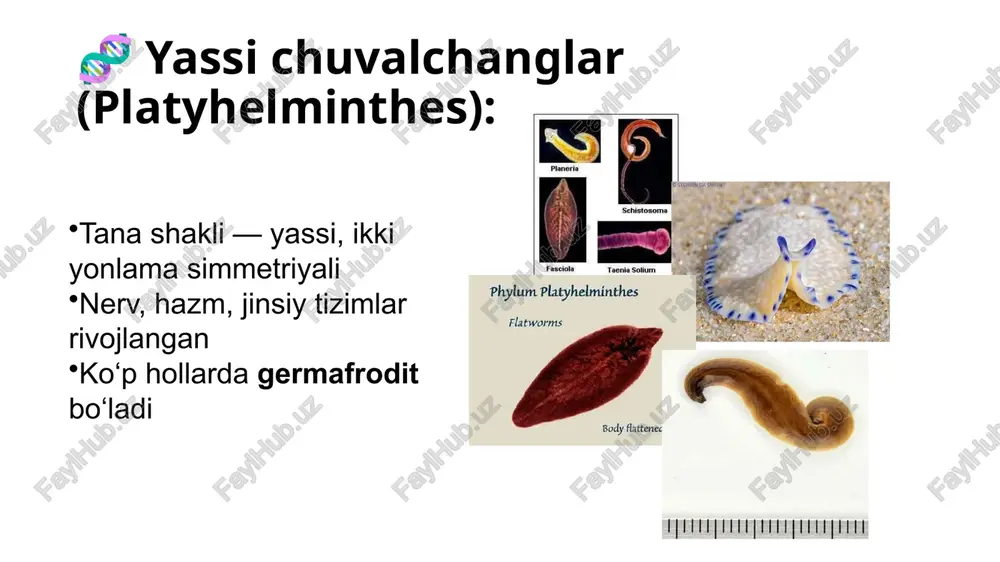 gelmintologiya - Page 4