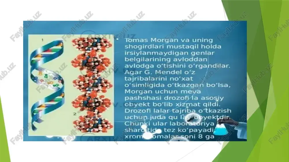 ‘ochi organizmlarda bir xil bo'ladi). urg'ochi jins kariotipida jinsiy xromosomalar bir xil bo'ladi, ular bir xil gametalarni hosil qilgani uchun gomogametali deyiladi: erkak jinsiy jinsiy xromosomalari har xil bo‘lib, ikki xil gametalarni hosil qilganligi uchun geterogametali deyiladi odamda x xromosomaga bog‘liq belgilarga daltonizm, gemofiliya (retsessiv), tish emali qo‘ng‘ir rangda bo‘lishi (dominant) misol bo‘la oladi y xromosomaga bog'liq belgilar kamroq. ularga gipertrixoz, sindaktiliya misol bo‘la oladi. jins bir yoki bir necha genning nazorati va ta'siri bilan belgilanadi. ma’lumki, jinsni belgilovchi genlar jinsiy xromosomalarda (geteroxromosomalarda) joylashgan. shuni alohida ta'kidlash zarurki, geteroxromosomalarda jinsni belgilovchi genlar bilan bir qatorda organizmning boshqa ko'pgina belgilarini shakllantiruvchi genlar ham joylashgan. tabiiyki, jinsiy xromosomalardan o'rin olgan mazkur genlar guruhi muayyan jins bilan birikkan holda o'ziga xos tarzda nasldan-naslga o'tadi. jinsiy xromosomalarda joylashgan genlar ta'sirida yuzaga chiqadigan belgilarga jins bilan birikkan holda irsiylanish deb ataladi. hozirgi paytda odamlarda jinsiy x yoki y xromosoma bilan belgilangan belgilar borligi aniqlandi. jumladan, …