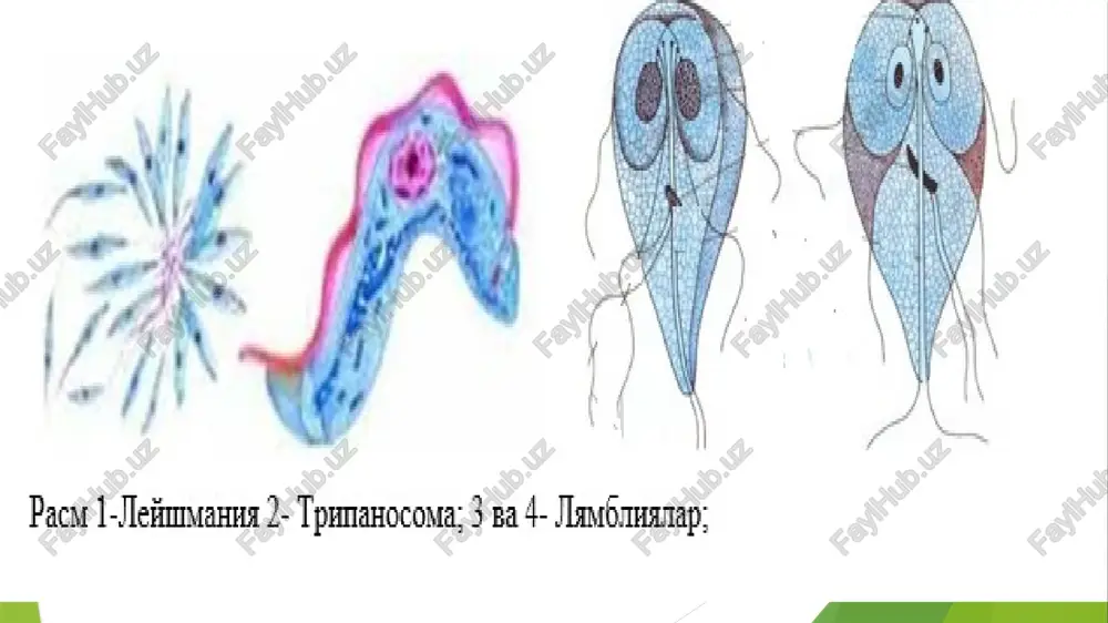 gining tarqatuvchisi qon so'radigan kandalalardir. triatomainfestans. tripanosomalar kandalaning orqa ichagida yashaydi va 5 -15 kun davomida taraqqiy etadi. parazitlarni o'ziga bir marta yuqtirgan kandala butun umri davomida (2 yil umr ko'radi) o'zida tripanosomalarni saqlaydi va odam uchun xavfli hisoblanadi. 10 11 tashxis quyish tripanosomalarga tashxis quyish uchun qon, orqa miya suyuqligi, limfa bezlaridan preparat tayyorlanadi va romanovskiy-gimza usulida bo'yalib, mikroskop ostida ko'riladi va parazitlarning xivchinli shakli aniqlanadi. shunday qilib; tripanosomacrusi – tripanosoma, shagas kasalligi qo'zg'atuvchisi. uch atom qandalalar, yovvoiy va uy hayvonlari hamda odamda parazitlik qiladi.tabiatdagi manbasi: zirxlilar, opossum, chumolixo'r, tashuvchisi triatom qandalalar.-triatomainfestana. diagnostikasi: qondan surtma tayorlanadi, biosinov, immunodiagnostika. 12 l e y sh m a n i ya l a r a vlodi (leishmania) leyshmaniyalarnnng ikki turi odamda parazitlik qiladi: leishmaniatropica va leishmaniadonovani. leismaniatropica - teri leyshmaniozining chaqiruvchisi rus vrachi p. f. borovskiy tomonidan 1898 yilda kashf etilgan. teri leyshmaniozi markaziy osiyo va kavkaz ortida keng tarqalgan. parazit teri …