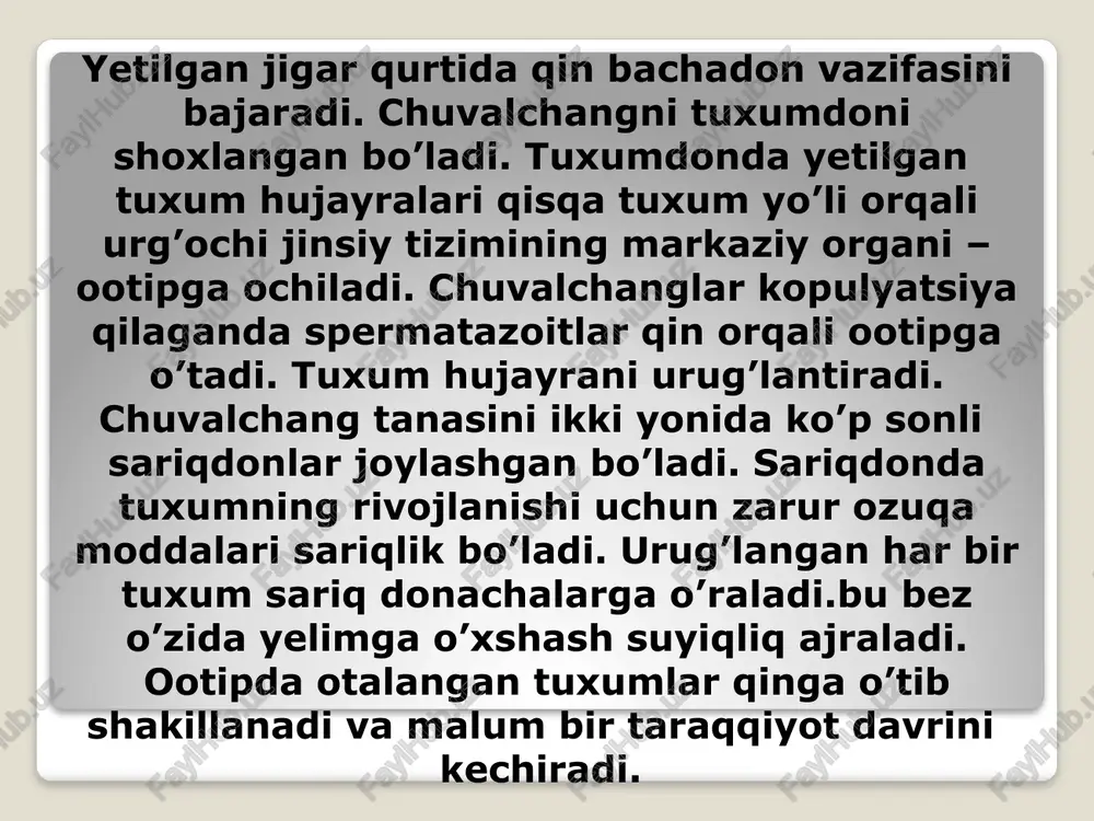 lyuska to’qimasida qoladi va shu yerda rivojlanadi. serkaliyalar molyuskaning tanasidan chiqib suvda suzib yuradi serkaliyaning og’iz va qorin so’rg’ichlari ko’p shoxli ichagi va dumi bo’ladi. serkaliyalar faol holda invaziya qiladi va terisini teshadi va mushaklarga kiradi. ular shu joyda o’rnashib metaserkaliyaliyalar hosil bo’ladi. shunday qilib mushuk sorg’ichini baliqlar ikkinichi oraliq ho’jayini hissoblanadi. /docprops/thumbnail.jpeg
