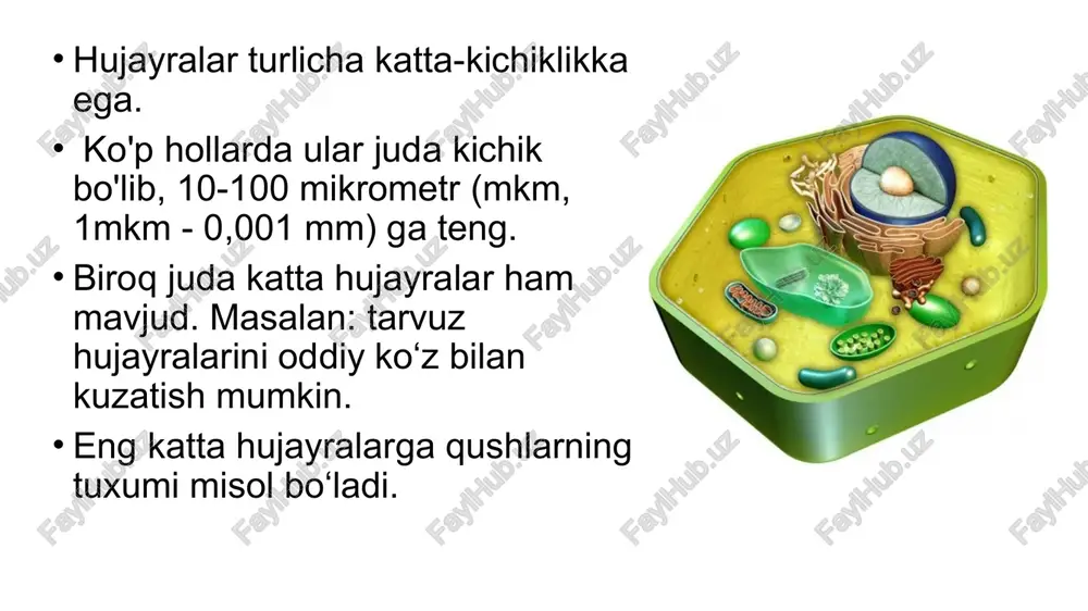 amalga oshiriladi. ektositoz o'simlik hujayrasi ham xuddi hayvon hujayrasi singari sitoplazmatik membrana bilan o'ralgan bo'ladi. biroq, bundan tashqari hayvonlar hujayrasida uchramaydigan sellyulozadan iborat qalin hujayra qobig‘iga ham ega. hujayra qobig‘ida maxsus teshikchalar bo‘lib, qo‘shni hujayralarning endoplazmatik to‘rlari bir-biri bilan tutashgan bo‘ladi. zamburug‘larning hujayralari ham xuddi o‘simlik hujayralari kabi hujayra qobig‘i bilan o‘ralgan. ammo ular sellyuloza emas, balki xitinsimon moddalardan iborat. e’tiboringiz uchun tashakkur. dr.zoirov aziz. image1.png image2.png image3.png image4.png image5.png image6.png image7.png image8.png image9.png image10.png image11.png image12.png image13.png image14.png image15.png image16.png image17.png image18.png image19.png image20.png image21.png image22.png image23.png image24.png image25.png image26.png image27.png