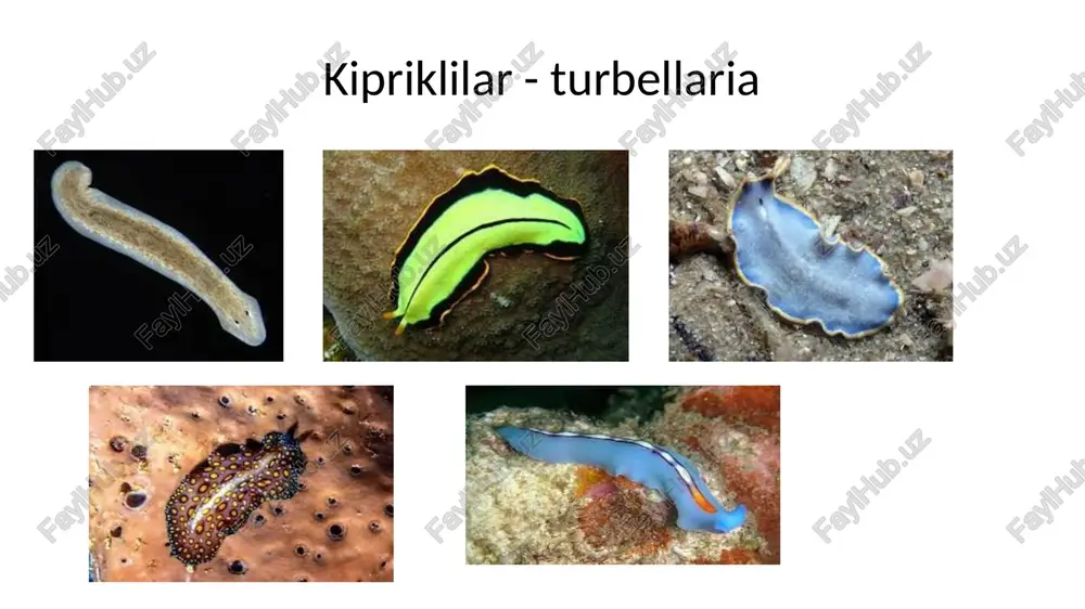 r taraqqiyot davrini kechiradi qin naysimon bo'lib, bir uchi bilan ootipga va ikkinchi uchi bilan sirrus xaltachasiga ochiladi rivojlangan tuxum sirrus xaltachasining teshigi orqali tashqariga chiqadi. 16 rivojlanish sikli. parazitning taraqqiyoti xo'jayinlarni almashtirish bilan boradi jigar qurtimng asosiy, definitiv xo'jayini - qo'y, echki, sigir, ot, tuya va boshqa o'txo'r hayvonlar, kamdan-kam hollardagina odamdir (262-rasm). yetilgan chuvalchang jigar ning o't yo'llanda yashab, tuxum qo'yadi. jigar qurtining tuxumlari xo'jayinlar jigaridan o't yo'llariga o'tib, so'ng ichakka tushadi va axlat bilan birga tashqariga chiqadi tuxumlarning taraqqiy etishi uchun tashqi muhitda ma'lum sharoit bo'lishi zarur. avvalambor, tuxumlar suvga tushishi va bunda suvning harorati +25+30°c bo'lishi kerak. bundan tashqari, yorug'lik ham muhim ahamiyatga ega. qorong'ilikda lichinka tuxumdan chiqmaydi, lekin tuxum yorug'likka ko'chirilsa, 15-30 daqiqa o'tishi bilan undan kiprikli lichinka - miratsidiy chiqadi.. embrional taraqqiyot 25-30 kun davom etadi. miratsidiy suvda erkin suzib yuradi. unda yorug'likni sezadigan ko'zchasi va oraliq xo jayin tanasmi tesha oladigan parmalovchi apparati …