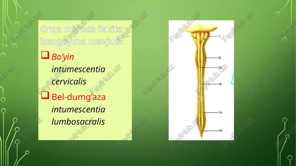 mumkin. funiculus anterior (ventralis) orqa miyaning oldingi kanatikida asosan pastga tushuvchi yo’llar joylashgan : miya katta yarimsharlari po’stlog’idan – tractus corticospinalis o’rta miyadan – tractus tectospinalis vestibulyar yadrodan- tractus vestibulospinalis reticulyar formatsiyadan- tractus reticulospinalis funiculus lateralis yonbosh kanatikda ikki tomonga yo’nalgan tolalar o’tadi: 1. yuqoriga chiquvchi: miyachaga- tractus spinocerebellaris anterior et posterior (7,10) o’rta miyaga- tractus spinotectalis oraliq miyaga- tractus spinothalamicus lateralis et anterior (ventralis) (8) 2. pastga tushuvchi: katta yarimsharlar po’stlog’idan-tractus corticospinalis (11) qizil yadrodan-trctus rubrospinalis (9) olivar yadrodan-tractus olivospinalis (5) xulosa qilib aytganda, orqa miya oq moddasini tashkil qiluvchi kanatiklarda nerv tolalari quyidagi tartibda harakatlanar ekan: orqa kanatik(tizimcha)(funiculus posterior)- yuqoriga chiquvchi oldingi kanatik(tizimcha)(funiculus anterior)- pastga tushuvchi yonbosh kanatik(tizimcha)(funiculus lateralis)- tepaga va pastga harakatlanuvchi orqa miya pardalari(meninges) qattiq parda (dura mater) (6) o’rgimchaksimon parda (arachnoidea mater) (5) yumshoq parda (pia mater) (4) cavitas epiduralis- suyakusti parda va dura mater oralig’ida bo’lib, yog’ kletchatkasi va venoz chigallar bilan to’lgan (1) …