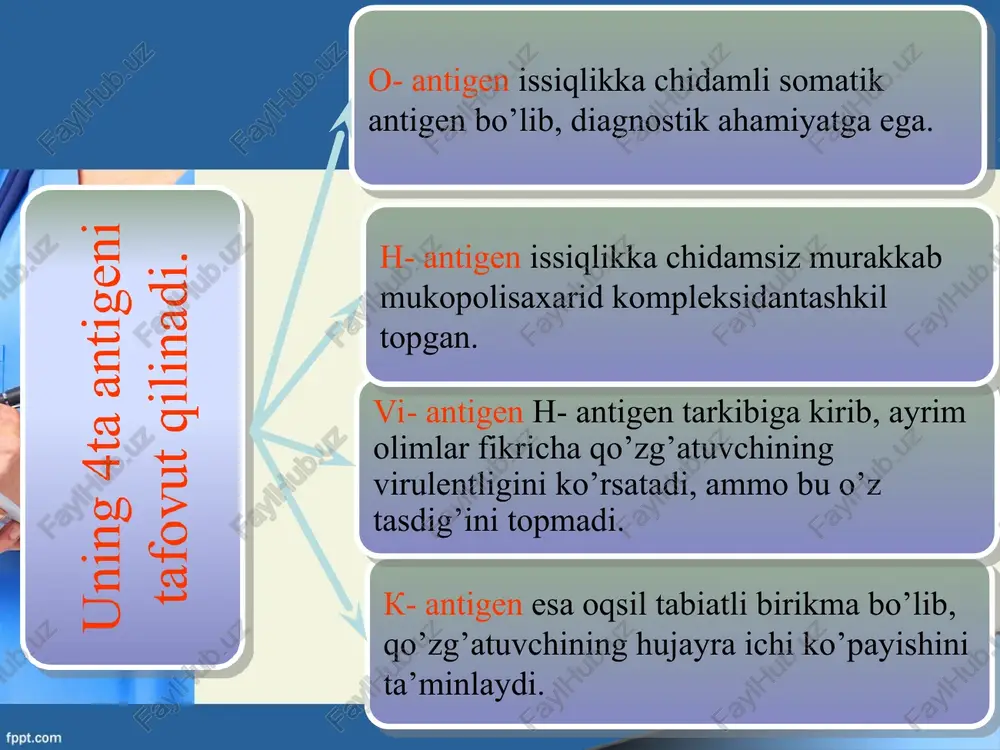 asi qorin tifi kechishining og’irligiga bog’liq. periferik qon manzarasi - kam (zaif) ifodalangan gipoxrom anemiya, leykopeniya, monotsitopeniya, nisbiy limfotsitoz, aneozinofiliya yoki eozinopeniya. periferik qon manzarasi leykopeniya monotsitopeniya kam (zaif) ifodalangan gipoxrom anemiya nisbiy limfotsitoz aneozinofiliya yoki eozinopeniya laboratoriyaviy tashxisoti usullariga bakteriologik, serologik va gematologik tekshirishlar kiradi. bakteriologik tekshirishlar muhim hisoblanadi. u bemor organizmidan kasallik qo’zg’atuvchisini ajratib topishga qaratiladi. shu maqsadda qon, o’t suyuqligi, suyak ko’migi, najas, peshob, rozeolalardan namuna ekiladi. qo’zg’atuvchini gohida orqa miya suyuqligidan, balg’amdan, plevra suyuqligidan, har-xil yiringli suyuqliklardan topib olinadi. eng ko’p ijobiy natija qon namunasi ekilganida olinadi. ekish qancha erta amalga oshirilsa, ijobiy natija hissasi ham shuncha ko’p (olinadi) bo’ladi. tif-paratif kasalliklarini serologik tashxisoti (vidal agglyutinatsiya reaktsiyasi) yordamchi hisoblanadi. bu reaktsiya kasallikni 8-9 kunidan aniqlash imkonini beradi. shuningdek, reaktsiya emlanganlarda va qorin tifi bilan og’riganlarda ham ijobiy bo’lishi mumkin. tashxisot uslublari. bemordan gemokulturaga qon olish qoidalari sterillangan rezina qo’lqop kiyiladi va niqob taqiladi, bemor yon tomonga …