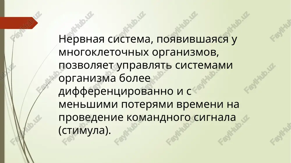 mitniy etap neyrulyatsii poyavlenie nervnogo jelobka i somitov zamikanie nervnoy trubki. nachalo migratsii kletok nervnogo grebnya formirovanie spinnomozgovix nervov topografo-funktsionalnie zoni nervnoy trubki dorsalnaya chast (afferentie*, chuvstvitelnie neyroni) ventralnaya chast (efferentie**, dvigatelnie neyroni) krilnaya (dorsalnaya) plastinka mejutochnaya zona iz nee razvivayutsya kletki, svyazannie s vegetativnoy ns i innervatsiey vnutrennix organov bazalnaya (ventralnaya) plastinka vistseralnaya chuvstvitelnost vistseralnaya dvigatelnaya innervatsiya *ot lat. afferens — prinosyashiy **ot lat. efferens — vinosyashiy * *8-ya nedelya, 22-ya stadiya; s sayta https://embryology.med.unsw.edu.au somatosensornaya zona vistserosensornaya zona somatomotornaya zona vistseromotornaya zona raspredelenie vistseralnix i somaticheskix nervnix tsentrov v pokrishke stvola golovnogo mozga raspredelenie vistseralnix i somaticheskix nervnix tsentrov v serom veshestve spinnogo mozga somatosensornaya zona vistserosensornaya zona vistseromotornaya zona somatomotornaya zona zadniy rog (stolb) peredniy rog (stolb) bokovoy rog (stolb) seroe veshestvo stroenie spinnomozgovogo uzla ektoderma nervnaya trubka spinnomozgovoy uzel somiti stadiya 2-x mozgovix puzirey xorda arxentsefalon deyterentsefalon raspolagaetsya pod xordoy raspolagaetsya nad xordoy deuteroncephalon archencephalon krilnaya …