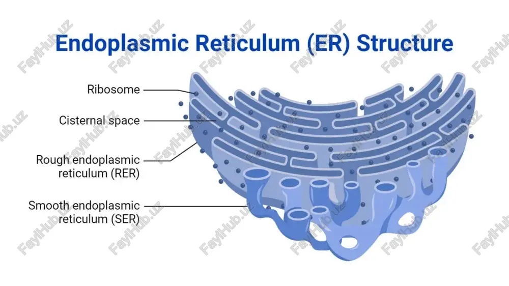 endoplasmic reticulum (er) structure - Page 4