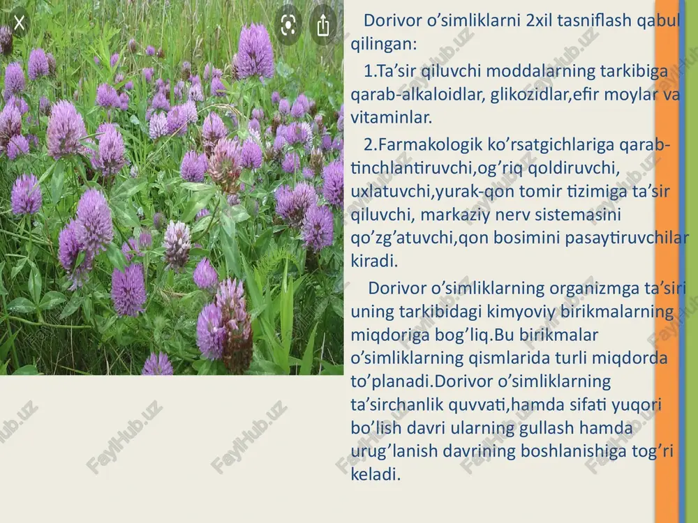 iana officinalis. dorivor valeriana-valerianadoshlar oilasiga mansub,bo’yi 2m gacha yetadigan,ko’p yillik o’t-o’simlik.poyasi tik o’sadi, shoxlanmagan yoki yuqori qismi shoxlangan.barglari oddiy,4-11 juft bo’lakchalangan.oq yoki pushti rangli,xushbo’y,mayda,besh bo’lakli gullari yirik ro’vak to’pgulda joylashgan.mevasi-cho’ziq tuxumsimon,och qo’ng’ir rangli pista.may-avgust oylarida gullaydi,mevasi iyun-sentabrda yetiladi.o’rta osiyo cho’llari va sibirning shimoliy qismidan tashqari hamma yerlardagi o’rmonlarda,ariq bo’ylarida,butalar orasida va o’tloqlarda o’sadi.tibbiyotda valeriananing ildizpoyasi,ildizi hamda yer ustki qismi ishlatiladi.yer ustki qismi o’simlik gullaganda o’rib olinadi va soya yerda quritiladi.uning tarkibida alkoloidlar,sirka,olma va boshqa organik kislotalar,saponinlar,oshlovchi moddalar bor. valeriannaning dorivor preparatlari asab tizimini tinchlantiruvchi, yurak faoliyatini tartibga soluvchi va stenokardiyani davolashda keng qo’llaniladi. valeriana shuvoq-polin gorkaya-artemisia absinthium. shuvoq turlari-astradoshlar(murakkabguldoshlar)-asieceae oilasiga mansub bir va ko’p yillik o’t-o’simlik yoki buta. tibbiyotda shuvoqning achchiq shuvoq(erkon)-polin gorkaya turidan foydalaniladi. achchiq shuvoqning bo’yi 50-100 sm,ko’p yillik o’simlik. poyasi tik o’sadi,yuqori qismi shoxlangan.barglari uzun,2-3 marta nishtarsimon qirqilgan,poyada ketma-ket joylashgan. mevasi o’tkir uchli,qo’ng’ir rangli pista.gullari mayda,sariq rangli savatchada joylashgan.o’simlikning hamma qismi sertuk bo’lgani uchun kumushrang bo’lib ko’rinadi.may-iyun …