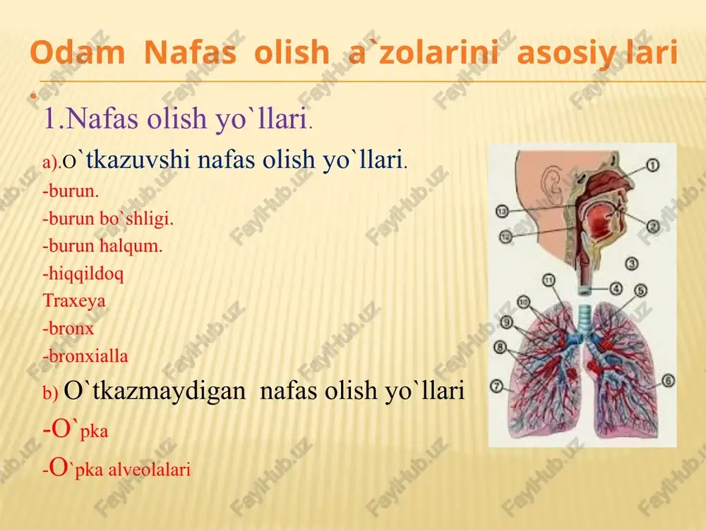 a tomonda yarim halqalarining uchi o’rtasida silliq musqul tolalari bo’lgan biriktiruvchi to’qimali parda membrana bor. shunday qilib traxeyaning oldingi va yon tomonlari tog’aydan, orqa tomon esa biriktiruvchi to’qimadan tuzilgan. traxeya /trachea/. traxeyaning ustki uchi bo’yinning vi-vii umurtqalari sathida, pastki uchi ko’krak bo’shlig’ida, ko’krakning iv-y umurtqalari sathida joylashgan. traxeya pastda ikkita asosiy ya'ni birlamchi bronxyalaga bo’linadi: bu traxeyaning bufurkatsiyasi deb ataladi. traxeya tananing o’rta chizig’i bo’ylab joylashgan. uning bo’yin qismi oldingi tomondan qalqonsimon bezning bo’yni bilan yon tomondan uning pallalari bilan oldingi yon tomonlaridan esa bulardan tashqari to’sh bilan til osti suyagi o’rtasida joylashgan musqullari bilan yopilib turadi. traxeya ko’krak qafasining yuqorigi teshigi orqali ko’krak bo’shlig’iga tushadi.. bronxlar /bronshi/. bronxlar tuzilishiga ko’ra traxeyani eslatadi va orqa tomondan membrana yordamida bir-biri bilan qo’shilgan tog’ay yarim halqalardan tuzilgan. membrana bronxlarning orqa devorini hosil qiladi. o’ng bronx uzunligi 3 sm chamasidan ancha kalta va kengaygan naycha bo’lib, 4-7 ta yarim halqalardan tuzilgan; chap bronx …