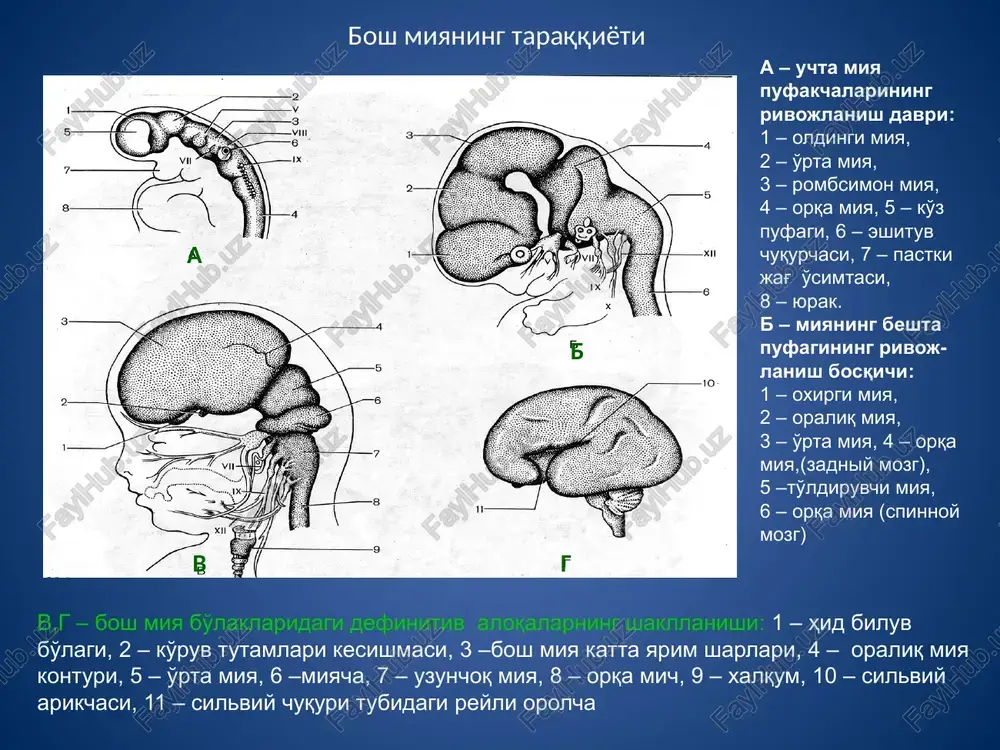 ip neyron dendriti, 16 – retseptor, 17 – orqa miyaning yon shoxidagi vegetativ yadro neyroni va 18 – uning neyriti. orqa miya tuguni 1 orqa ildizcha 2 orqa miya tuguni neyronlar nerv tolalar kapsula oldingi ildizcha 1 orqa miya nervi orka miya tuguni neyronlari neyron biriktiruvchi kapsula gliotsit nerv tolasi lemmotsitlar yadrosi unipolyar neyronni ultrastruktur tuzilishi va uning mikromuhiti 1 – lemmotsit 2 – neyronni o'simtasini t-shaklida tarmoqlanishi 3 – gangliyning neyrolemmotsitlari (mantiya hujayralari) 4 – bazal membrana 5 – gemokapillyarlar 6 – mielinli va mielinsiz tolalar 1 2 3 4 5 6 intramural mushaklararo nerv chigali (auerbax) multipolyar neyronlar nerv tolasi siyrak biriktiruvchi to'qima ichak vegetativ gangliysi multipolyar neyronlari ravnootrostchatie kletki dogelya ii tipa yadra gliotsitov neyron s dlinnim aksonom (i tipa dogelya) akson ravnootrostchatie kletki dogelya ii tipa yadra gliotsitov neyron s dlinnim aksonom (i tipa dogelya) ravnootrostchatie kletki dogelya ii tipa yadra gliotsitov akson neyron uzun aksoni …