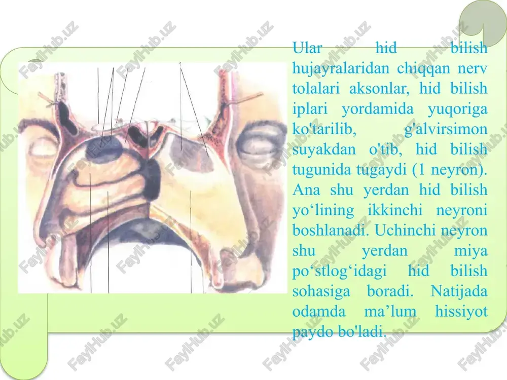 tashqi tolalari bosh miya nervlarining tarmoqlanish yuzalarida yakunlansa, birinchi neyronning markaziy tarmoqlari bosh miyaga kirib, v, vii, ix, x juft bosh miya nervlari sezuv o'zaklarida vii, ix, x) yakunlanadi. ikkinchi neyron hujayralari orqa miyaning yon shoxlaridan boshlanadi, uning o'simtalari kesishib, qarama-qarshi tarafga o'tadi va orqa miyaning yon tizimchalari tarkibida bosh miya tomon ko'tariladi. bu yo'llar uzunchoq miya, voroliy ko'prigi, miya oyoqchalari orqali yo'nalib, ko'ruv bo'rtig'ida yakunlanadi. uchinchi neyron ko‘ruv bo‘rtig‘i hujayralaridan boshlanib, uning o'simtalari bosh miyaning ichki kapsulasi orqali yo‘naladi va bosh miya po‘stlog’idagi orqa markaziy pushtaning pastki bo'limida yakunlanadi. qorin va chanoq bo'shljqiarida joylashgan birinchi neyroni orqa miya tugunida joylashadi. bu nerv hujayrasining o‘simtasi ichki a’zolardan ta’simi qabul qiladi. markaziy o'simtalari esa orqa miyaning yon shoxlarida yakunlanadi. image1.jpeg image2.jpeg /docprops/thumbnail.jpeg