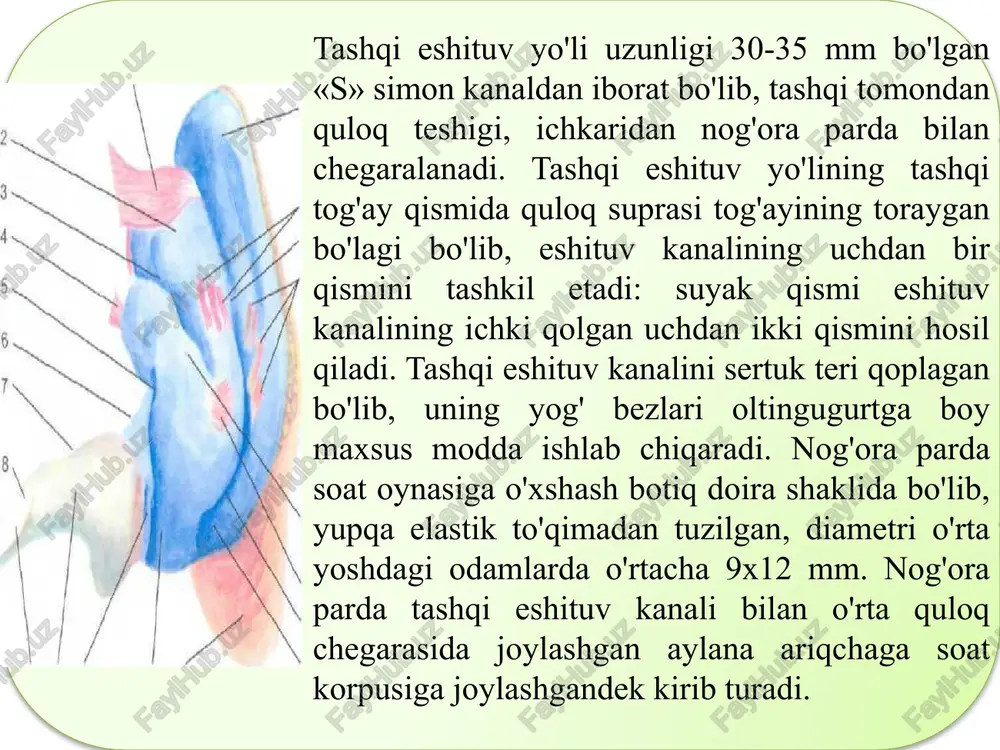 lar uzangining asosiga o'tadi. bu asos labirint dahlizdagi ovalsimon teshikni yopadi. nog'ora pardaning tarang bo'lishida va uning tebranishida bolg'acha dastasiga yopishgan nog'ora pardani taranglovchi muskul naysimon kanaldan boshlanadi va uzangining orqa oyoqchasiga yopishgan muskul (piramidasimon tepalikdan boshlangan) katta ahamiyatga ega. shunday qilib, havo to'lqini tashqi quloq yo'lidan nog'ora pardaga tegib, uni harakatlantiradi. bu to'lqinlanish harakati esa o'z navbatida o'rta quloqda joylashgan eshituv suyakchalari (bolg'acha, sandoncha va uzangi)ni harakatlantiradi. natijada eshitish (havo) to'lqinini ovalsimon teshik orqali ichki quloq (labirint)ga o'tkazadi. yevstaxiy nayi o'rta quloq bo'shlig'i va yutqinning burun qismi oralig'ida joylashgan. nayning uzunligi o‘rta yoshdagi odamlarda 30-40 mm bo'lib, ikki (suyak va tog'ay) qismdan tuzilgan. suyak qismi (10— 15 mm) voronkasimon shaklga ega bo'lib. chakka suyagi tarkibidagi muskul-nay kanalining pastki yarmidan iborat. yevstaxiy nayining qolgan 2/3 qismi 20-25 mm bo'lib, yutqin tomonda joylashgan. yevstaxiy nayining bir uchi kengayib, o'rta quloqqa ochiladi. uning ikkinchi voronkasimon kengaygan qismi yutqinga ochiladi. nayni shilliq chiqaruvchi …