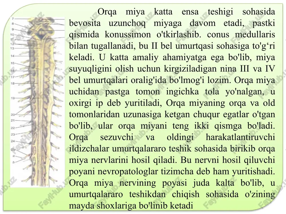 ib, tarkibida ichki a'zolarni innervatsiya qiluvchi vegetativ nerv sistemasining birinchi neyronlari joylashgan. oq moddasi nerv tolalaridan iborat bo'lib, nerv impulslarini o'tkazish vazifasini bajaradi. nerv tolalari tutamlar hosil qiladi, tutam o'z navbatida birikib old, orqa va yon tizimchalarni tashkil qiladi. orqa tizimchalardagi sezuvchi tolalardan, medial joylashgan nozik tutam va lateral joylashgan ponasimon tutamdan iborat. ular proprioseptiv (o'z- o'zini sezish tuyg'usi) o'tkazuvchi yo'llardir. oldingi tizimchalar esa old shoxlariga tegib joylashgan, ular tarkibida efferent (markazdan qochuvchi) tolalar bor. yon tizimchalar ikki shox orasidan o'rin olgan, ularda ham sezuvchi, ham harakatlantiruvchi nerv tolalari joylashgan. oq modda joylashgan nerv tolalari uch sistemani tashkil qiladi: i) qisqa assosiativ tolalar orqa miyaning turli qismlarini o'zaro bog'laydi; 2) uzun markazga intiluvcbi (sezuvehi, afferent) yo'llar; 3) uzun markazdan qochuvchi (harakatlantiruvchi, efferent) yo'llar. assosiativ qisqa tolalar orqa miyaning xususiy sistemasini boshqaradi. ikkinchi va uchinchi sistemadagi nerv tolalari orqa miyani bosh miya bilan har ikki tomondan bog'laydi. orqa miyani o'rovchi pardalar. …