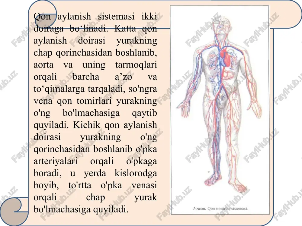 devoridagi mushak hujayralarining qisqarishi shart bo'ladi. natijada, qon ma’lum mikroskopik yuzadan kapillarlar orqali emas, balki arteriola-venular anastomozlar orqali nisbatan katta tezlikda va qisqa muddatda vena qon tomirlariga o'tkaziladi. bu jarayon a’zolardagi kapillarlar ma’lum qismining vaqti-vaqti bilan ≪dam≫ olishini ta’minlaydi. aksincha, a’zoning ish faoliyatini oshirish kerak bo'lganda, arteriola- venular anastomozlar yopilib, qon barcha kapillarlar orqali yo'naladi. ba’zi a ’zolarda kapillarlar ishtirok etadigan ≪ajoyib≫ to'rlar hosil bo'ladi. bu holda arteriya bo'linish yakunida kapillarlarga bo‘linadi va ular birlashib, yana arteriolani hosil qiladi va ≪ajoyib≫ to 'r oddiy tomirlar sistemasidan (arteriya, kapilar, vena) farq qiladi. ≪ajoyib≫ to 'r buyrak kapillar koptokchasi shaklida bo'ladi. 1. qon tomirlari a ’zolaming zararli tashqi ta’siridan bir qadar saqlangan holda uning ichki qismlarida joylashgan. qon tomirlarining asosiy tarmoqlari tananing bukuvchi mushaklari joylashgan tarafdan yo'naladi. bunday joylanishni tananing shu sohasidagi masofaning qisqaligi bilan izohlash mumkin. misol uchun, agarda aorta umurtqa pog'onasining old tomonida emas, balki orqa tomonida joylashganda edi, tananing …