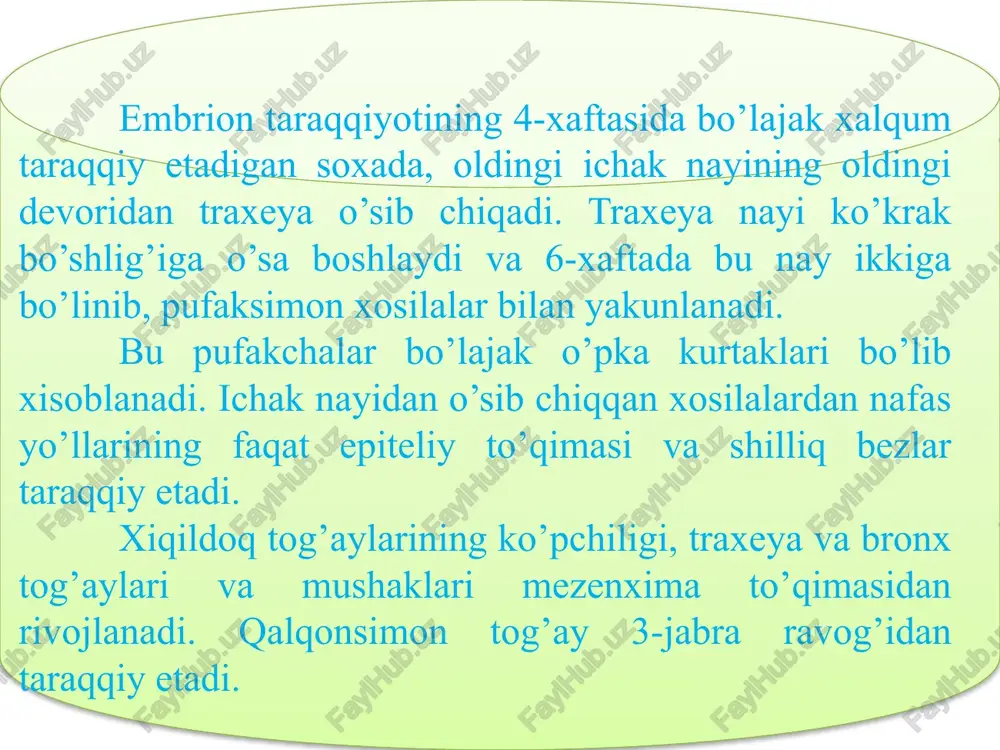 ttalashadi. hiqildoq (shu jumladan tovush boylamlari ham) o'g'il bolalarda qizlarga nisbatan tezroq kattalashadi. yosh ulg'aygan sari hiqildoq tog'ayi (hiqildoq usti tog'ayidan tashqari) asta-sekin suyaklanib boradi. shuning uchun qarilarda hiqildoq tog'aylari sinuvchan bo'ladi. kekirdak yoki traxeya - uzunligi 9—11 sm, diametri 15-18 mm keladigan naydan iborat bo'lib, iv bo'yin umurtqasining ro'parasida, bevosita hiqildoqdan boshlanadi, so'ngra ko'krak qafasining yuqori teshigi orqali ko'ks oralig’igacha borib, iv-v ko'krak umurtqalarining ro'parasida chap va o'ng bronxlarga ajraladi. traxeyaning ana shu ajralgan yeri kekirdak ayrisi deb ataladi. kekirdak joylashishiga ko'ra bo'yin va ko'krak qismlariga bo'linadi. kekirdakning bo'yin qismini old tomondan jag' osti muskullari va qalqonsimon bez, orqa tomondan qizilo'ngach, ikki yonboshdan umumiy uyqu arteriyasi o'rab turadi. traxeyaning old sathi bilan bo'yinning chuqur fassiyasi orasidagi bo'shliq biriktiruvchi to'qima va qon tomirlar bilan band. traxeya ko'krak qafasi qismining old tomonida to'sh suyagining dastasi ro’parasida joylashgan. kekirdak devori 16-20 ta halqa shaklidagi tog'aylar dan tuzilgan o'zaro fibroz to'qimalardan iborat boylamlar …