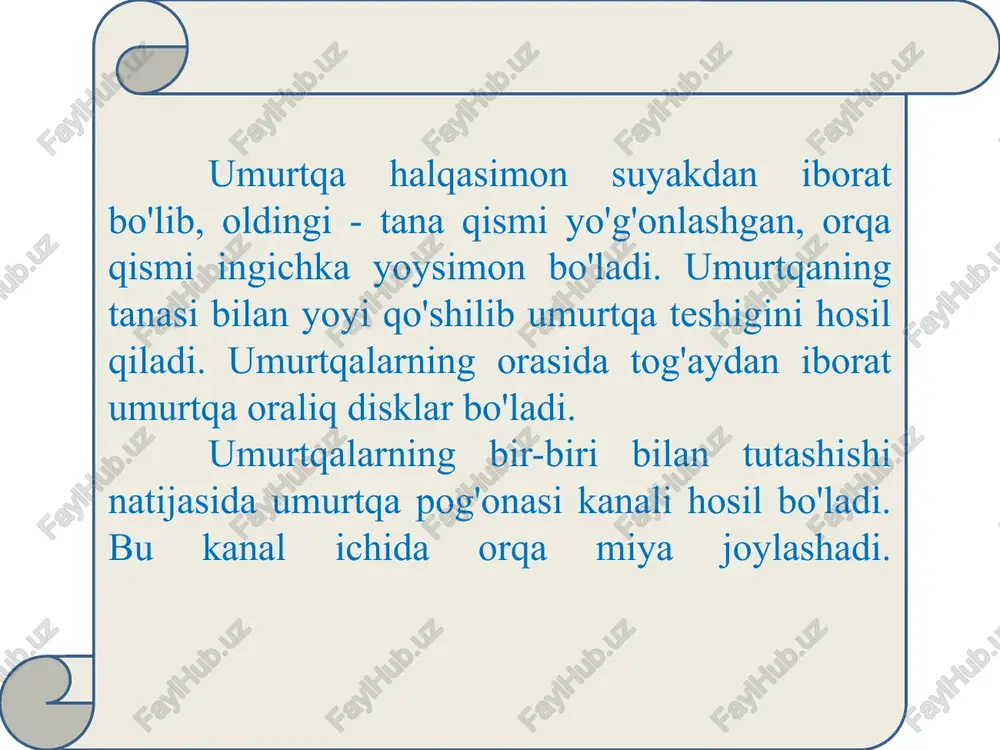 ta do‘mboqcha, tuberculum majus et minus lar bo‘lib, ular orasida yelkaning ikki boshli muskulining payi joylashadigan sulcus intertubercularis joylashgan. do‘mboqchalardan suyak tanasiga qarab yo‘nalgan qirralari bor. bu do‘mboqchalardan bir oz pastroqqism, tuzilishi jihatidan mo‘rtroq bo‘lgani va ko‘p sinish hollari shu yerda uchragani uchun xirurgik bo‘yin collum chirurgicum deyiladi. suyak tanasining yon yuzasida deltasimon muskul kelib yopishadigan g‘adir-budirlik, tuberositas deltoidea ko‘rinib turadi. tananing orqa medial yuzasidan lateral va pastga yo‘nalgan spiral shaklidagi egat, sulcus n. radialis bor. yelka suyagining pastki, distal epifizi, suyakning bo‘g‘im bo‘rtig‘i, condylus humeri deyiladi. uning medial va lateral yuzalaridan bo‘rtiq usti do‘ngligi, epicondylus lateralis et medialis lari bor. yelka suyagi bo‘g‘im bo‘rtig‘i, condylus humuri suyakning boshchasi, capitulum humeri va g‘altagi trochlea humeri ga bo‘linadi. capitulum humeri bilak suyagining boshi, caput radii, g‘altagi, trochlea humeri esa tirsak suyagi kemtigi bilan bo‘g‘im hosil qiladi. yelka suyagining condylus humeri ning ustki qismida, old yuzada fossa coronoidea, orqa yuzada fossa olecrani …