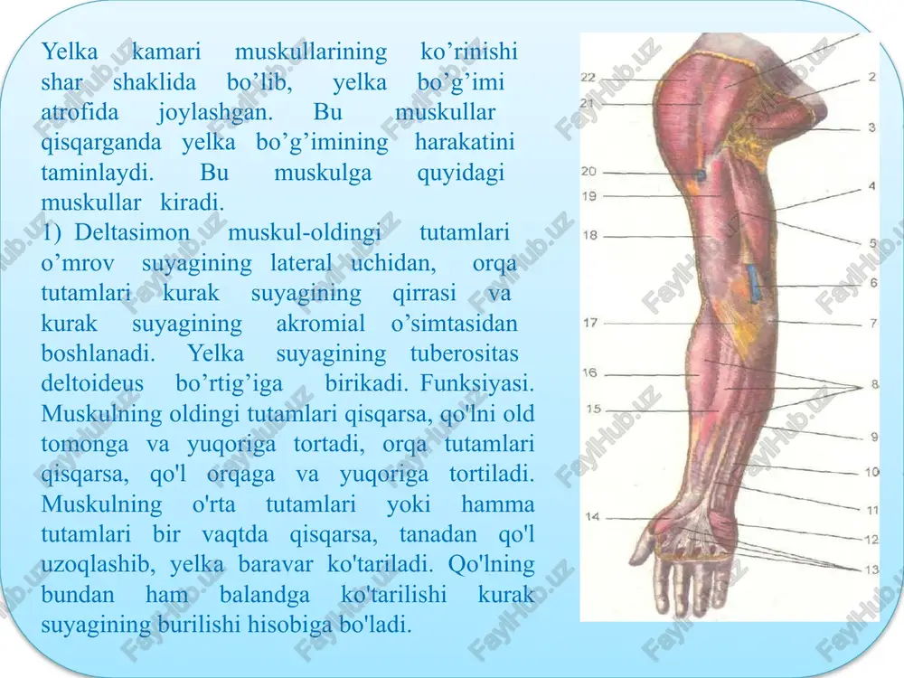 gi-yelka suyagining lateral o’simtasidan va tirsak suyagining orqa yuzasidan boshlanib, v kaft suyagining bo’rtig’iga birikadi. vazifasi: qo’l panjasini yozadi va tirsak suyagi tarafga buradi. chuqur muskullari. 1) bilakni tashqariga buruvchi muskuli-yelka suyagining lateral o’simtasidan, tirsak suyagining yuqori uchidan boshlanib, bilak suyagining yuqori uchiga birikadi. vazifasi: bilakni tashqi tarafga buradi. 2) bosh barmoqni uzoqlashtiruvchi uzun muskuli-bilak suyagining orqa yuzasidan boshlanib, i kaft suyagining asosiga birikadi. vazifasi: bosh barmoqni uzoqlashtiradi. 3) bosh barmoqni yozuvchi qisqa muskuli-bilak suyagining orqa yuzasidan boshlanib, bosh barmoq asosiga birikadi. vazifasi: bosh barmoqni yozadi. 4) bosh barmoqni yozuvchi uzun-tirsak suyagining orqa yuzasidan boshlanib, bosh barmoqning tirnoq falangasiga birikadi. vazifasi: bosh barmoqni yozadi. 5) ko’rsatkich barmoqni yozuvchi muskuli-tirsak suyagi orqa yuzasining pastki qismidan boshlanib, ko’rsatkich barmoqninh o’rta falangasiga birikadi. vazifasi: ko’rsatkich barmoqni yozadi. kaftning o’rta guruh muskullari. 1) chuvalchangsimon muskuli-barmoqlarni bukuvchi chuqur muskul paylaridan boshlanib, barmoqlar proksimal falangalarining orqa yuzasida va ularni yozuvchi muskul paylarida tugaydi. vazifasi: barmoqlarning proksimal …