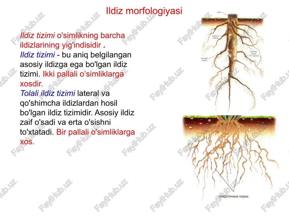 i. go'ng tarkibidagi organik moddalar o'simliklar uchun faqat mineralizatsiyadan keyin mavjud bo'ladi. bu jarayon asta-sekin sodir bo'ladi, shuning uchun o'simliklar bir necha yil davomida zarur bo'lgan ozuqa moddalari bilan ta'minlanadi. go'ng bilan birga tuproqqa nafaqat son-sanoqsiz mikroblar, balki ulardagi biologik jarayonlarning energiyasini oshiradigan muhim oziq-ovqat manbai ham kiradi. go'ngni bir vaqtning o'zida ishlatish ekinlarning ildiz va havo bilan oziqlanishini yaxshilaydi. lekin bu hammasi emas. go'ng tarkibidagi organik moddalar tuproqdagi chirindi miqdorini oshirishga yordam beradi. o'g'itlarni qo'llash eng yuqori hosildorlik organik va mineral o'g'itlarning to'g'ri kombinatsiyasi bilan olinadi, chunki ular bir-birini to'ldiradi. organik va mineral o'g'itlarni birgalikda yoki birgalikda ishlatishning afzalliklari quyidagilardan iborat: organik o'g'itlar sekin harakat qiladi, mineral o'g'itlar tez harakat qiladi; har ikkala guruh o'g'itlari qo'llanilganda o'simliklar yaxshi ovqatlanish sharoitlari bilan ta'minlanadi; organik moddalar ortiqcha mineral o'g'itlarni o'zlashtiradi va keyin ularni asta-sekin chiqaradi; organik o'g'itlar foydali mikroblarni oziq-ovqat bilan ta'minlaydi, ular uni o'simliklar uchun muhim tuzlarga aylantiradi. organik o'g'itlar …
