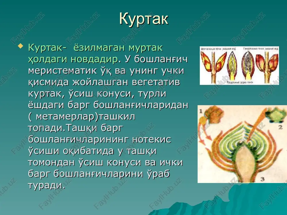 a stolonning uchi yo'g'onlashib tugunakni hosil qiladi. er osti novdalar er osti tugunak shakli o'zgargan novda bo'lganligi uchun, unda kurtaklar joylashgan. kurtaklarda mayda qobiqsimon barglar ham bo'ladi. kurtakning o'rni tugunak ko'zchasi deb ataladi. xar bir ko'zchada bir nechta kurtak bo'ladi. tugunakda kurtaklar spiralsimon joylashadi. tugunakning stolonga birikkan tomoni asosi, qarama-qarshi tomoni esa uchki qismi deyiladi. er osti novdalar piyozbosh - er osti shakli o'zgargan, bo'g'im oralig'i qisqargan novda bo'lib, bu novdada mutlaqo xlorofill donachalari bo'lmagan qalin, o'zida oziq moddalar to'plovchi, rangsiz va qobiqsimon shakldagi barglar joylashgan. qobiqsimon barg o'zida zapas oziq moddalar to'plab, ularning o'rtasida joylashgan kurtakni noqulay sharoitdan saqlaydi. erta ko'klamda shu oziq moddalar xisobiga kurtak unib, xaqiqiy novdaga aylanadi. novdada gul paydo bo'ladi. er usti novdalar tikan - asosan qurg'oqchilik zonalaridagi o'simliklarda ko'pincha hosil bo'ladi. tikanlar shakli o'zgargan organlar xisoblanadi. agar tikan novdaning barg qultig'idan chiqsa, shakli o'zgargan novda bo'ladi, chunki barg qo'ltig'ida faqat kurtak bo'lib, bu kurtakdan …