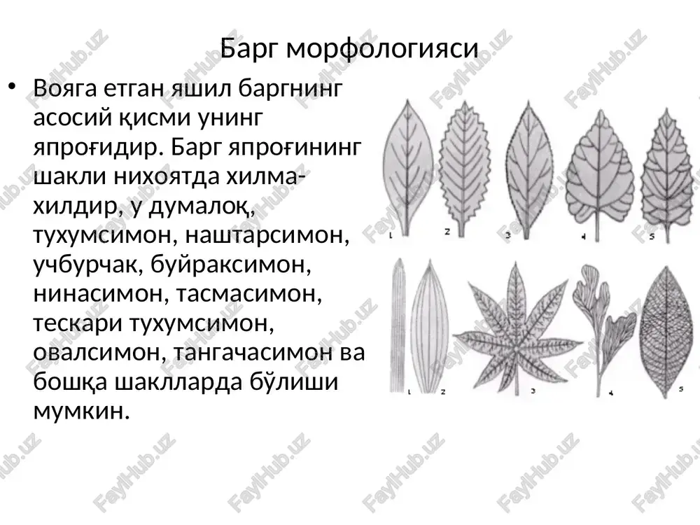 o'tkazuvchi to'qimalari o'tkazuvchi boylamlar sistemasi va uning yon tarmoqlaridan iborat bo'lib, uning muxim o'tkazuvchi boylam tarmoqlari barg izlari bilan birikkan bo'ladi. ikki pallali o'simliklarda barg izlari barg bandi orqali bargning asosiy o'tkazuvchi nay tolali boylamlarini davomi xisoblanadi va undan birlamchi tartib, ikkilamchi tartib va xokazolar tarmoqlanib tursimon tomirlanish hosil bo'ladi. bir pallali o'simliklarda asosiy o'tkazuvchi nay tolali boylamlar yo'q va ko'p sondagi barg izlari mustaqil parallel yoki yoysimon o'tkazuvchi boylamlar tarzida davom etadi. bargdagi o'tkazuvchi boylamlar yopiq kollaterial turdadir. bargning asosiy boylamlari mexanik to'qima - skelerenxima tolalari bilan o'ralgan. barglarning novdada joylashishi o'simliklar barglari novdada ma'lum bir qonuniyat asosida joylashadi. bargning novdada joylashishi bir necha xilldir. a) ketma – ket yoki spiral joylashish – bunda barglar har bir bo'g'inda bittadan chiqadi va novda bo'lib pastdan yuqoriga qarab joylashadi. barglarning shu tariqa joylashishiga ketma – ket yoki spiral joylashish deb ataladi barglarning novdada joylashishi b) novdaning har qaysi bo'g'inida ikkita barg …