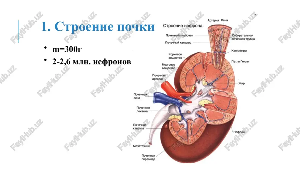 ti filtra opredelyaetsya sostoyaniem soedinitelnotkannoy kapsuli. filtratsionnaya ploshad zavisit ot kolichestva funktsioniruyushix nefronov, reguliruetsya sokrasheniem glomerulyarnix mezangialnix kletok. filtratsionnaya ploshad vsex funktsioniruyushix nefronov sostavlyaet okolo 1,5m2. filtratsionniy klirens = 124 ml/min km - kontsentratsiya veshestva v moche kkr - kontsentratsiya veshestva v arterialnoy plazme krovi v - skorost obrazovaniya mochi (ml/min) s= km kkr * v eto takoy ob'em plazmi krovi, kotoriy polnostyu ochishaetsya pochkami ot nereabsorbiruemogo i nesekretiruemogo veshestva za 1 minutu opredelyaetsya dlya otsenki funktsionalnogo sostoyaniya pochek (v krov vvodyat veshestva, kotorie v pochkax tolko filtruyutsya naprimer: inulin, mannitol, kreatinin) filtratsionniy klirens b. kanaltsievaya reabsorbtsiya eto dvijenie veshestv iz prosveta pochechnogo kanaltsa v krov na 85% proisxodit v proksimalnom otdele kanaltsa, preimushestvenno v mozgovom sloe za sutki reabsorbiruetsya: 179 l vodi 1 kg nacl 340g nahco3 170g glyukozi prostaya i oblegchennaya diffuziya mochevina voda pervichno aktivniy transport neorganicheskie ioni vtorichno aktivniy transport (simport, antiport) glyukoza i aminokisloti, ketokisloti …