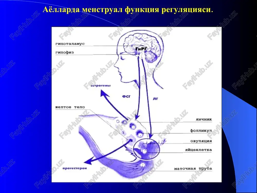 si lyuteinizatsiya soxalari bilan patogenezi anik tafakkur ushbu patologiyaning rivojlanishi tugrisida yuk. genetik xarakterga egaligi taxmin kilinadi. tpk da giperandrogeniya mexanizmi: insulinorezistentlik – organizmda glyukozaning kamayishi insulinorezistentlikning oshishi biologik aktiv ozod testosterionning oshishi. yog tukimasining roli xam bor. kompensator giperinsulinemiya stpk semizlik bilan semizlik yuk lgning oshishi tpks ning klinik kurinishi oligoamenoreya tipida menstrual tsikl buzilishi girsutizm kb mastopatiyasi tana vaznining oshishi anovulyator bepushtlik tpksning diagnostikasi anamnezida xayz tsiklining boshlanish yoshi. xronik anovulyatsiya xtsb - oligomenoreya tuxumdon xajmining usishi girsutizm va semizlik testosteronning oshishi birlamchi bepushtlik lg oshishi va munosabati lg/fsg>2,5 tpks davolash i etap terapiyasi – tana vaznini normallashtirish. ii etap terapiya – medikamentoz metabolik davo uzgarishlari (metforlen sutkasiga 1000 -1500 mg 3-6 oyda) v etap tpks ning profilaktikasi (kok monofazli yoki dyufaston ii fazada) iii etap ovulyatsiya stimulyatsiyasi (klomifen 50 mg xayz tsiklining 5 - 9-y kuni) klomifenga rezistentlik bulganida gonadotrop preparatlar odam menopauzal gonadotropini (g mg) – …