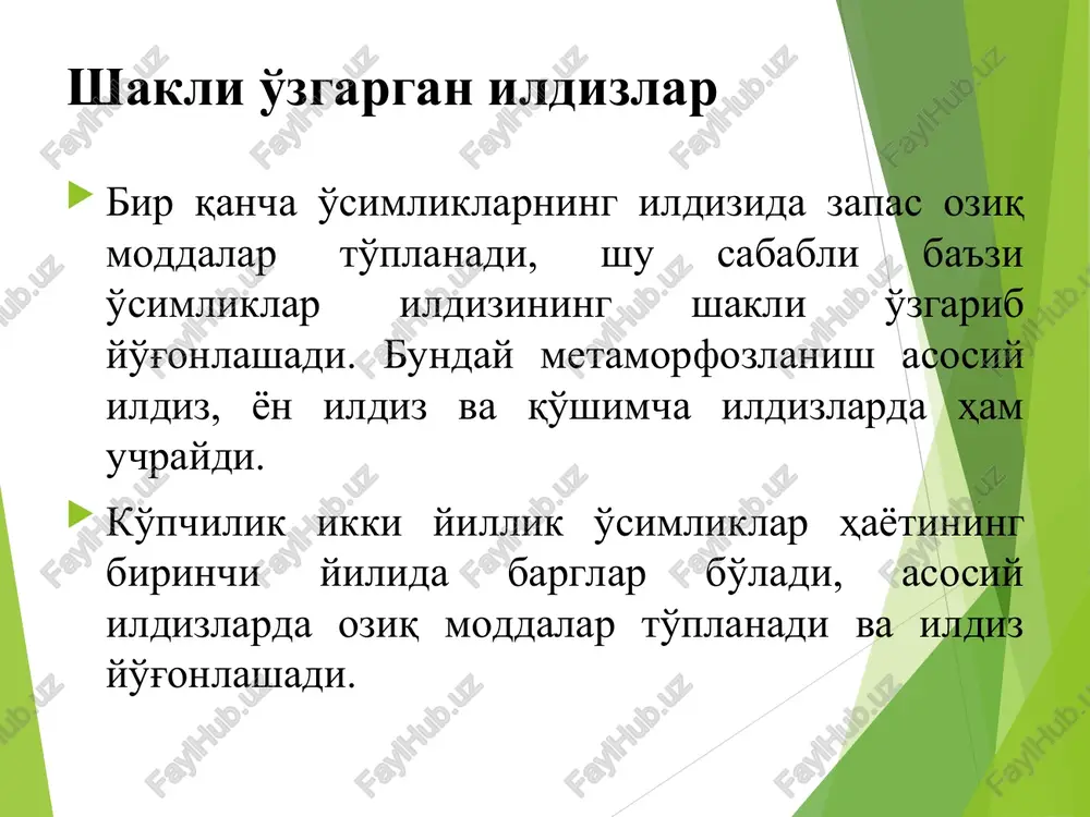 qismlari belgilanib, tavsifi batafsil yoziladi. yosh sabzining poyasidan ko'ndalangiga kesib tayyorlangan tayyor preparatda ikki turli parenxima ksilemasi aniq ko'rinadi. birlamchi ksilema nurlaridan parenximaning ikkita radial nurlari borligini kuzatish mumkin. ular orasida ikkilamchi ksilema joylashgan. ikkilamchi ksilema atrofida bir qavat mayda hujayralar qatlami joylashgan. bu– kambial zona. uning sirt qismida ikkilamchi po'st qatlami joylashagan bo'lib, u zich joylashagan elaksimon naylarni o'rab turadi. ikkilamchi po'st sabzi ildizining asosiy zapas moddalar to'planadigan joy hisoblanadi. kuzatilganlarning surati chiziladi, birlamchi va ikkilamchi ksilema, radial nur, kambial zona, floema, ikkilamchi po'st va po'kak belgilanadi. turp ildizmevasining ko'ndalang kesimidan tayyorlangan tayyor preparat mikroskopda kuzatilganda, markazda birlamchi ksilema ko'rinadi. uning yonida ikki nurli birlamchi ksilema, ikki nurli ikkilamchi ksilema, kambial zona va ikkilamchi po'sti joylashgan. ko'ndalang kesimda ildizmevaning asosiy qismini yog'ochlanmagan parenxima egallaganligi aniq ko'rinib turadi. u kambial zonaning ichki qismida joylashgan hamda ksilema parenximasi va radial nurlardan shakllangan. unda zapas moddalar jamg'arma holda saqlanadi. o'tkazuvchi naylar zapas …