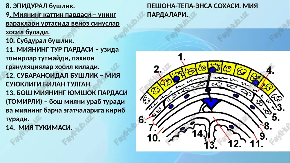 kadan — surgichsimon kirra (lat. crista mastoidea); yukoridan— chakka suyagi yanok usimtasidan utgan gorizontal chizik. uchburchak soxasida joylashgan narsalar: shipo uchburchagi soxasida rezenans beruvchi bushlik – surgichsimon gor (lat. antrum mastoideum) bor, u gorga kirish yuli bilan (lat. aditus ad antrum) nogora pardasi bushligi bilan tutashgan.uning yukori devori gorni kalla suyagining urta chukurchasidan ajratib turadi.uning medial devorida aditus ad antrum dan tashkari, ikkita dunglik bor, unda lateral yarim aylana kanal va yuz nervi kanali bor. gorning orka devoriga, ayniksa braxitsefallarda sigmasimon sinus juda yakin joylashgan, ularda surgichsimon usimta kam rivojlangan. shuning uchun bu sinus gordan yupkagina suyak plastinka bilan chegarlanadi. image1.png image2.jpeg image3.jpeg image4.jpeg image5.png image6.jpeg image7.jpeg image8.jpeg image9.jpeg image10.png image11.jpeg image12.png image13.jpeg image14.png image15.png image16.png image17.png image18.jpg image19.jpeg image20.jpg /docprops/thumbnail.jpeg
