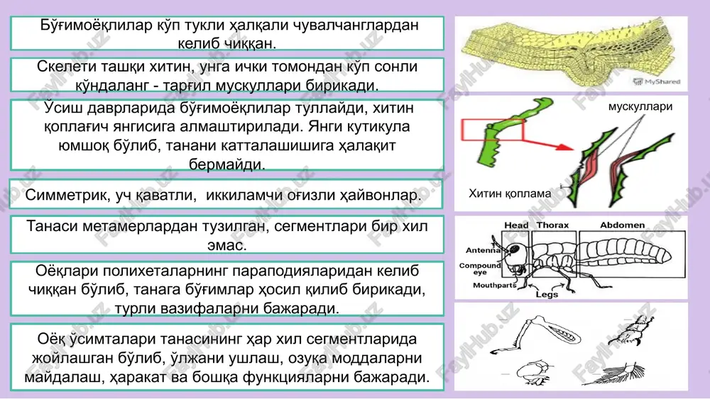 arkoptiform kanalar) kenja turkumidan sarcoptes scabiei oilasini tipik vakili bo'lmish qichima yoki qo'tir kanasi sarcoptes scabiei tibbiyotda katta ahamiyatga ega parasitiformes — parazitoform kanalar tanasida, ayniqsa orqa tomonida juda ko'p miqdorda har xil o'simtalari va tikanaklari bo'ladi, qichima kanasi teriga tushgandan keyin og'iz apparati va oyoqlari yordamida epidermis qatlamiga o'rnashib oladi. bu jarayon juda tez sodir bo'ladi: 2 -5 daqiqadan to 10 daqiqagacha kanalar terida parazitlik qilib, umrini oxirigacha epidermisda yashaydi akriform kanalarni ko'pchiligida traxeyalar bo'lmaydi, butun tanasi bilan nafas oladi. bu kanalar uchun anamorfoz xos: tana segmentlarini hayoti davomida qurib olish. kanalar sarcoptes scabiei tez ko'payadigan bo'lgani uchun odamga yuqqanidan so'ng terida tezda ko'payib ketadi. badanni chidab bo'lmas darajada qichishtiradi. kasal odam bilan qo'l berib ko'rishilganda yoki uning buyum va kiyim-kechaklaridan foydalanilganda ham kana yuqadi, qichima kanalari, shuningdek odamga uy hayvonlaridan (qo'y, echki, ot, tuya, mushuk, it va boshqalar) ham o'tishi mumkin. parazitologik tashxisi. kanalarni o'zi ochgan yo'llaridan maxsus …